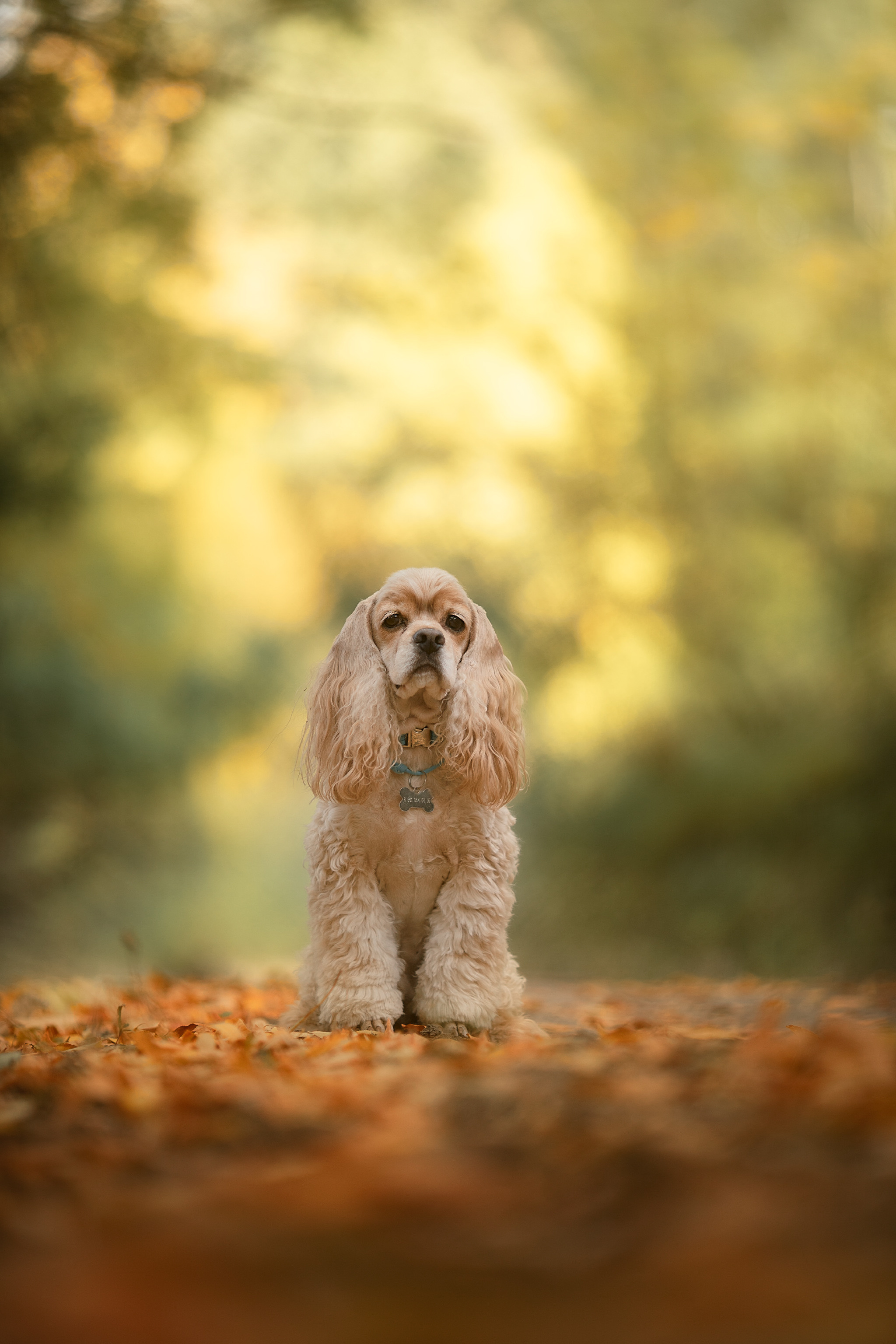 Питомцы. Галина Скибина фотограф в Астрахани