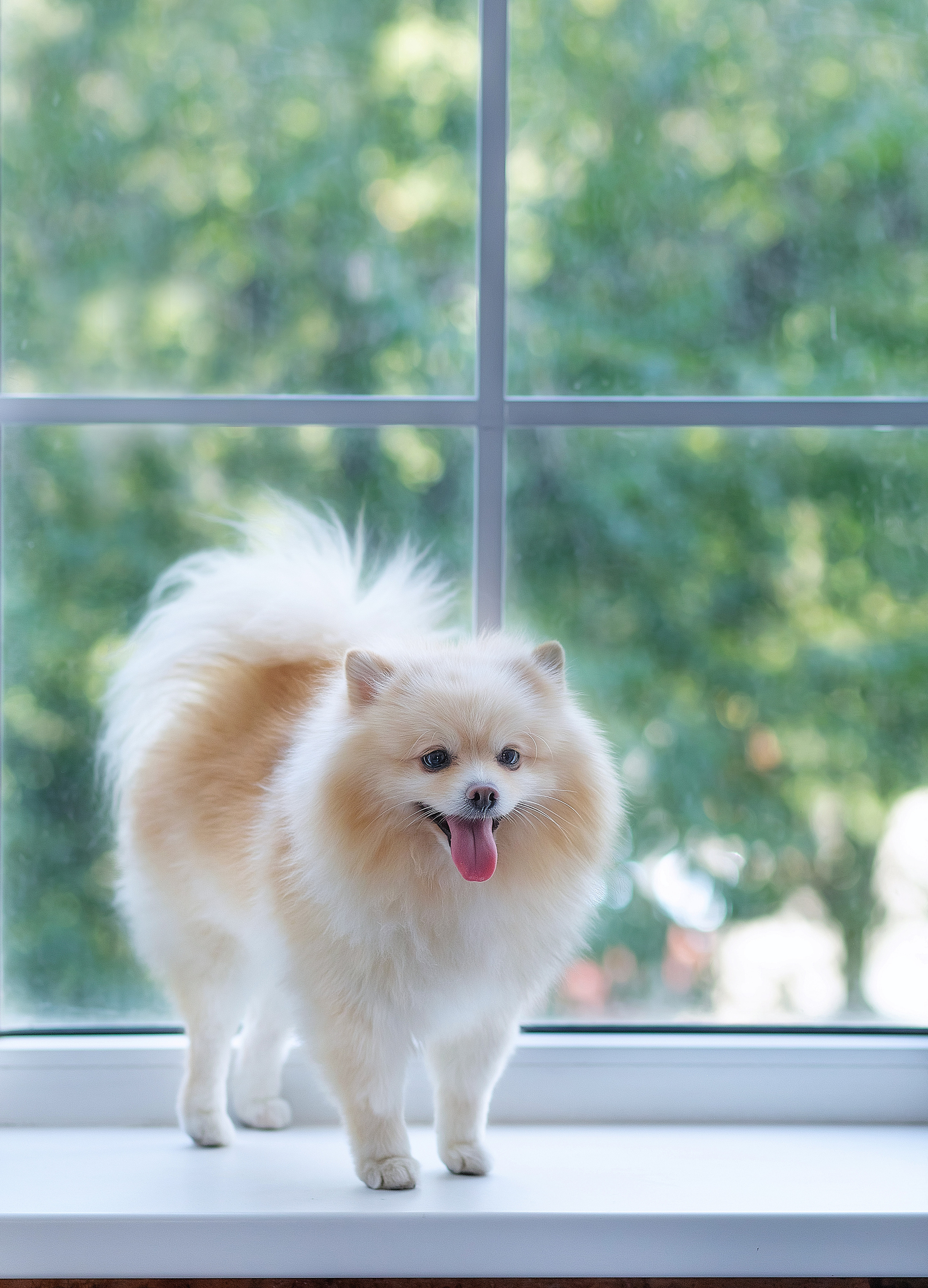 Питомцы. Галина Скибина фотограф в Астрахани