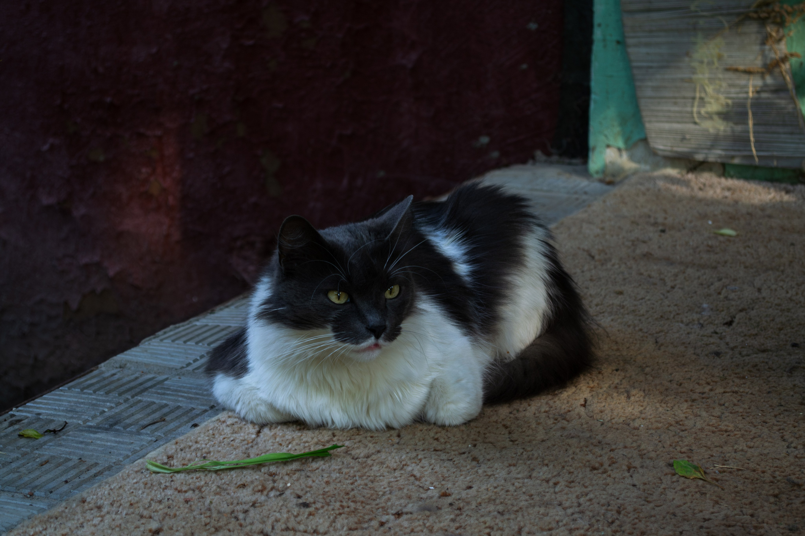 Cats.1. Dumshap | думшап