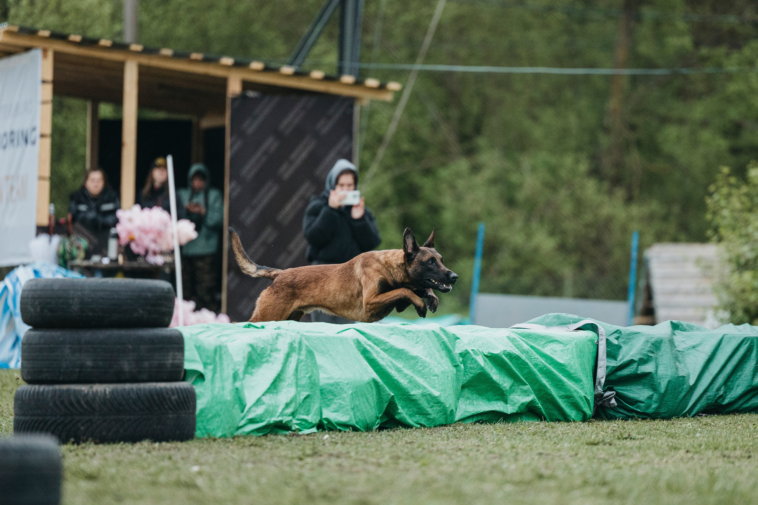 26.05.25 г. Пушкин квалификационные соревнования. Фотограф-анималист Анна Маринич
