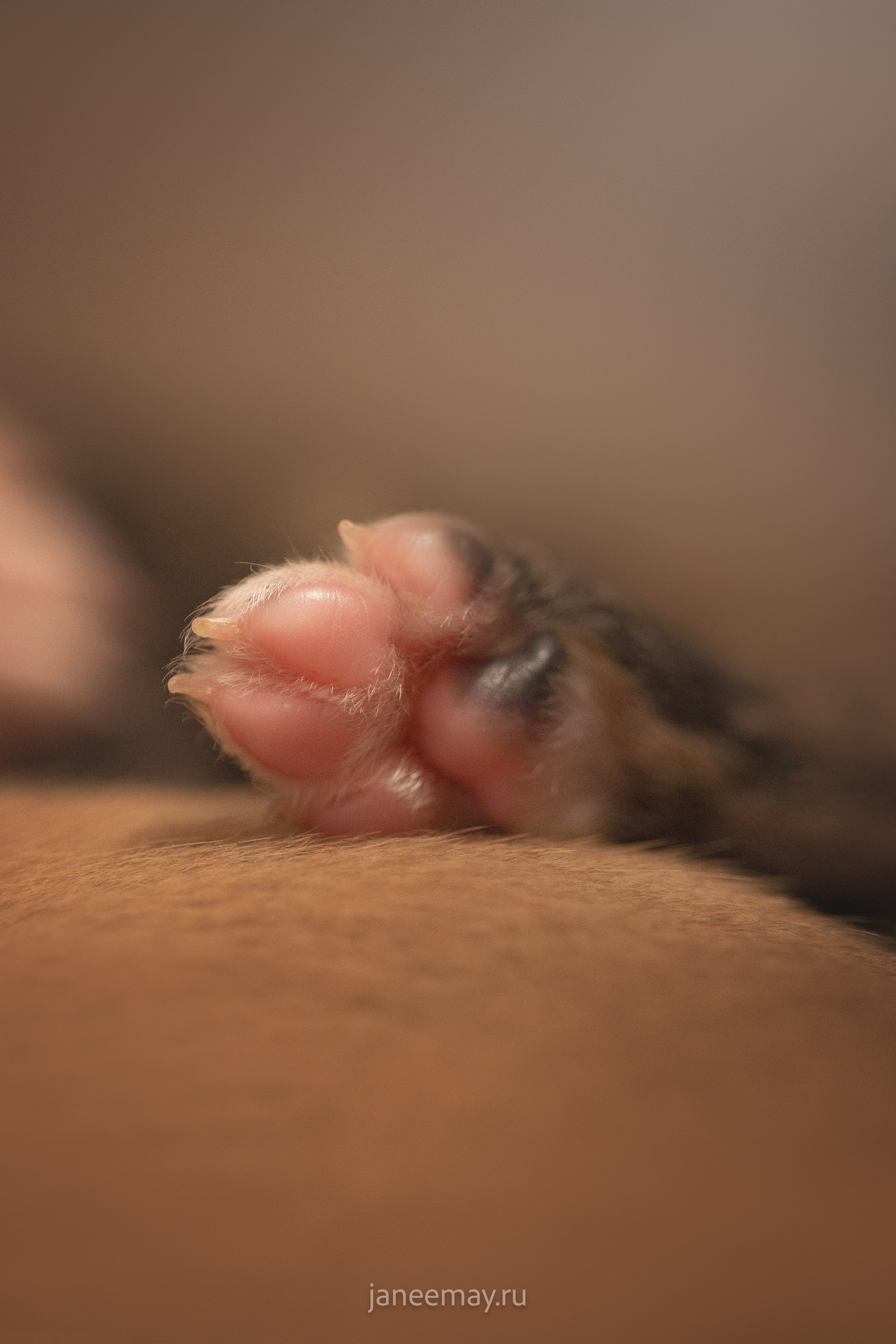 Малыши уиппеты Великбековых. Фотограф анималист в Москве Майорова Евгения