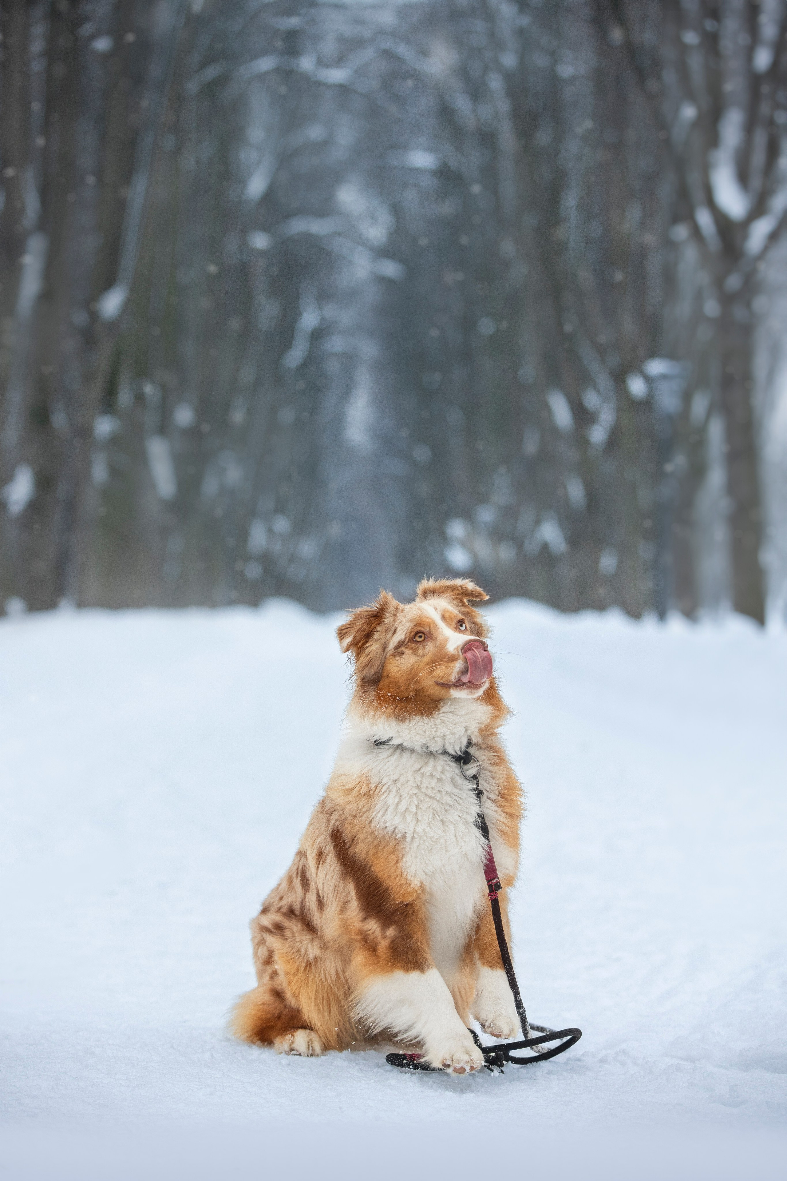 Настя, Игорь, Тесс и Марс. Фотограф анималист в Москве Майорова Евгения