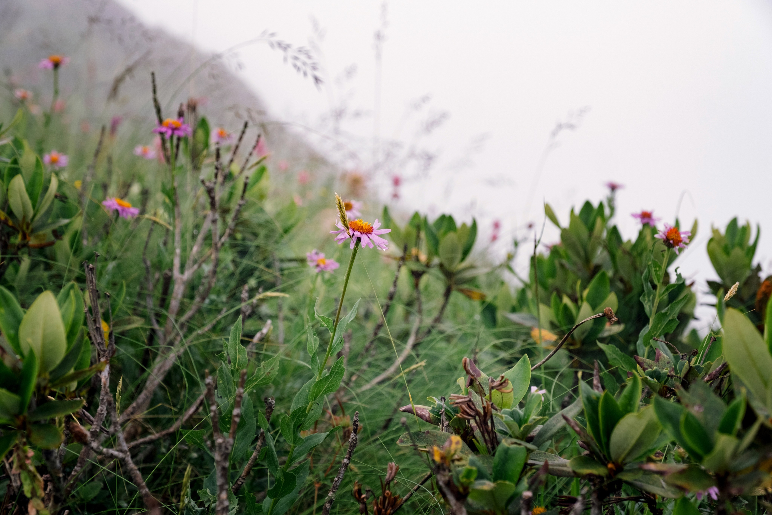 Оля / Слава. Свадебный Видеограф Фотограф в Сочи