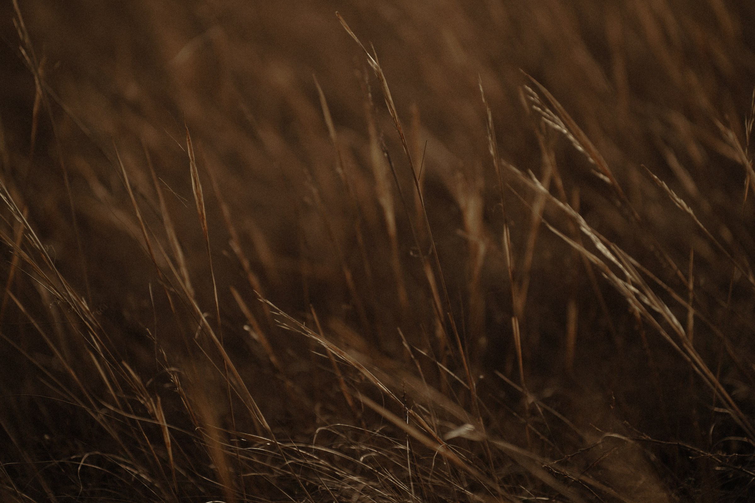 С тобой так спокойно…. Свадебный и семейный фотограф в Абакане Василевский Алексей