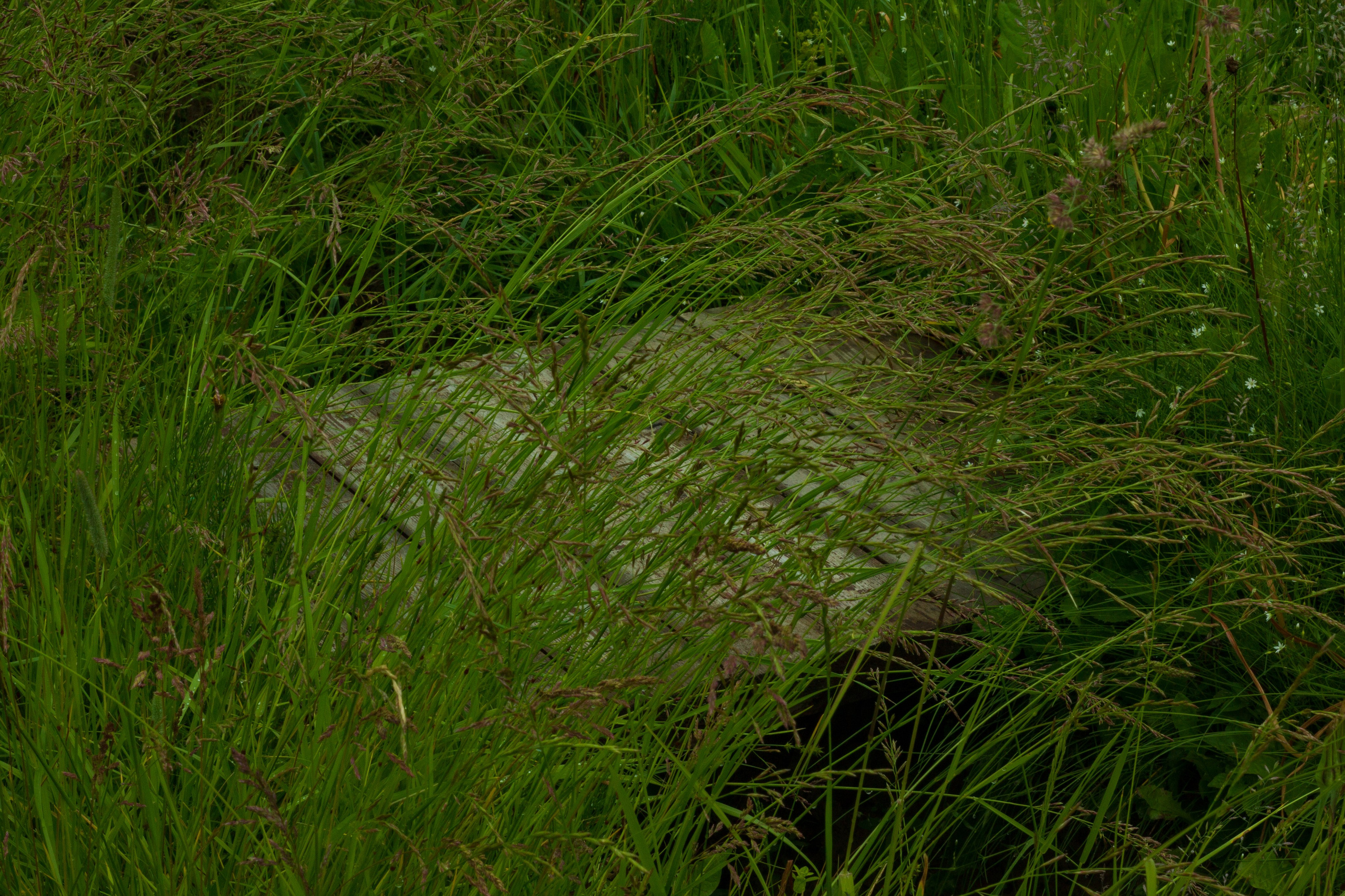 Dacha vibes. Папка кадров 📁