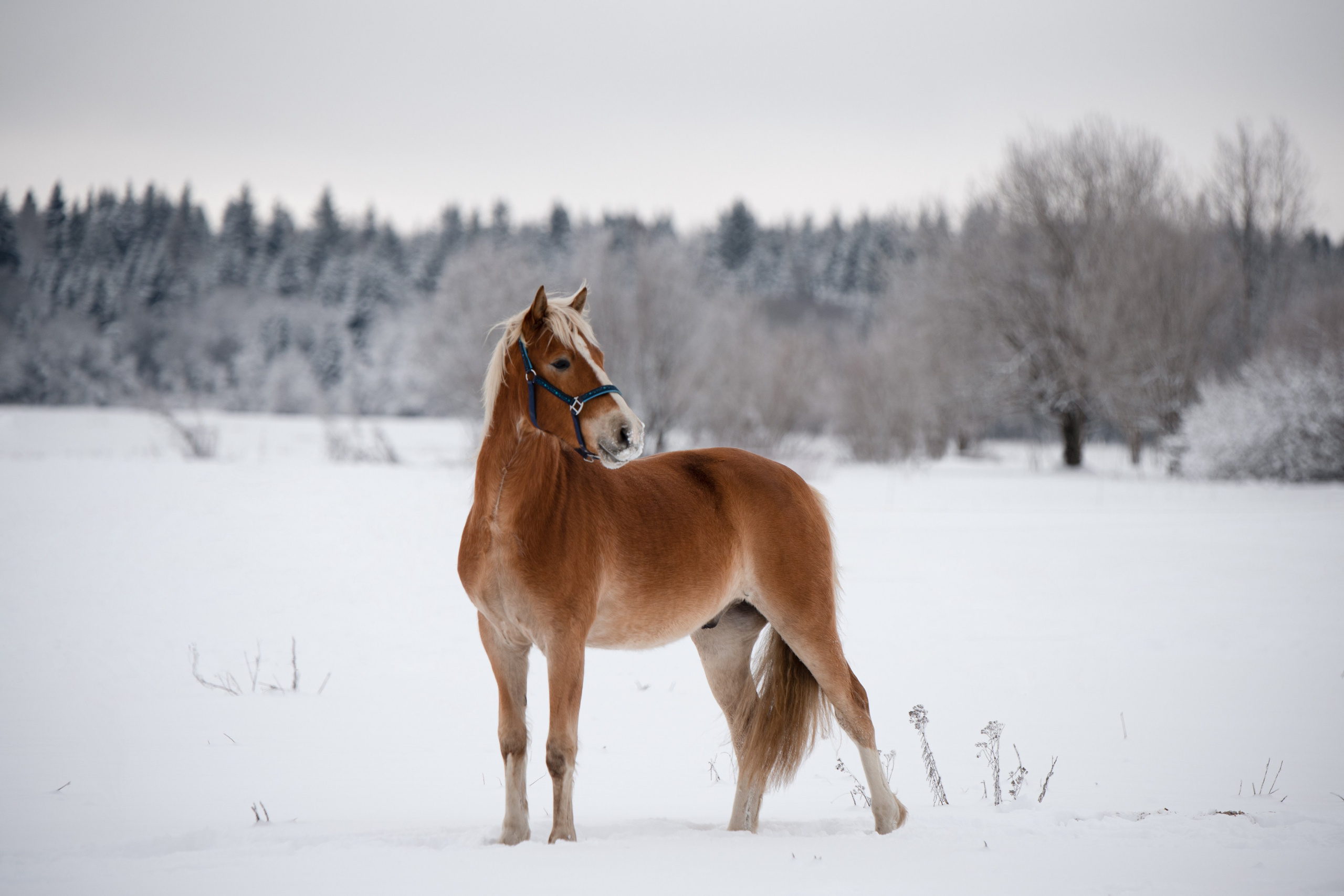 Портрет лошади, лошадь, конь, фото лошади, фотография лошади, конный фотограф, съемка лошадей, фотограф лошадей, конная фотография, конный фотограф, конный фотограф в спб, профессиональный фотограф спб, фотограф спб, ахалтекинец, рысак, спортивная лошадь, конный клуб, фотосессия с лошадьми, тракененская лошадь, зима, лошадь зимой, пейзаж, зимний лес свободные лошади, орловец, орловский рысак, орловская рысистая порода, новый год, новогодняя фотосессия, съемки с лошадьми, фото с лошадью, пони, шетленд, шетлендский пони