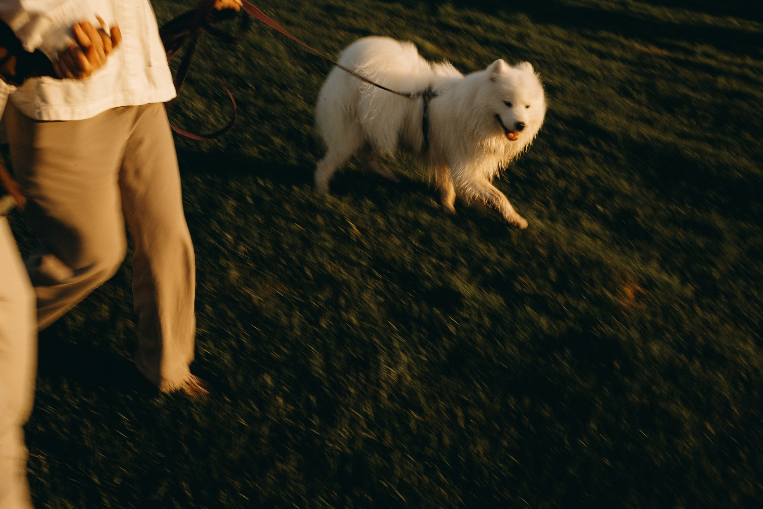 Танго и его семья. Фотограф — Анималист | Санкт-Петербург