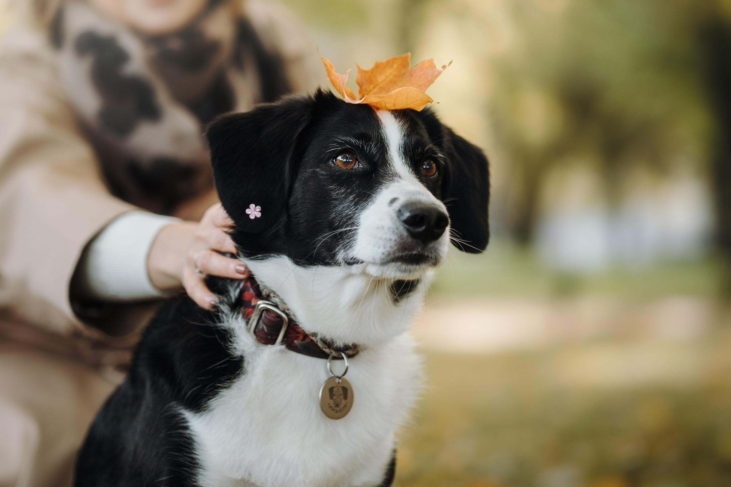 Мишель и ее семья. Фотограф — Анималист | Санкт-Петербург