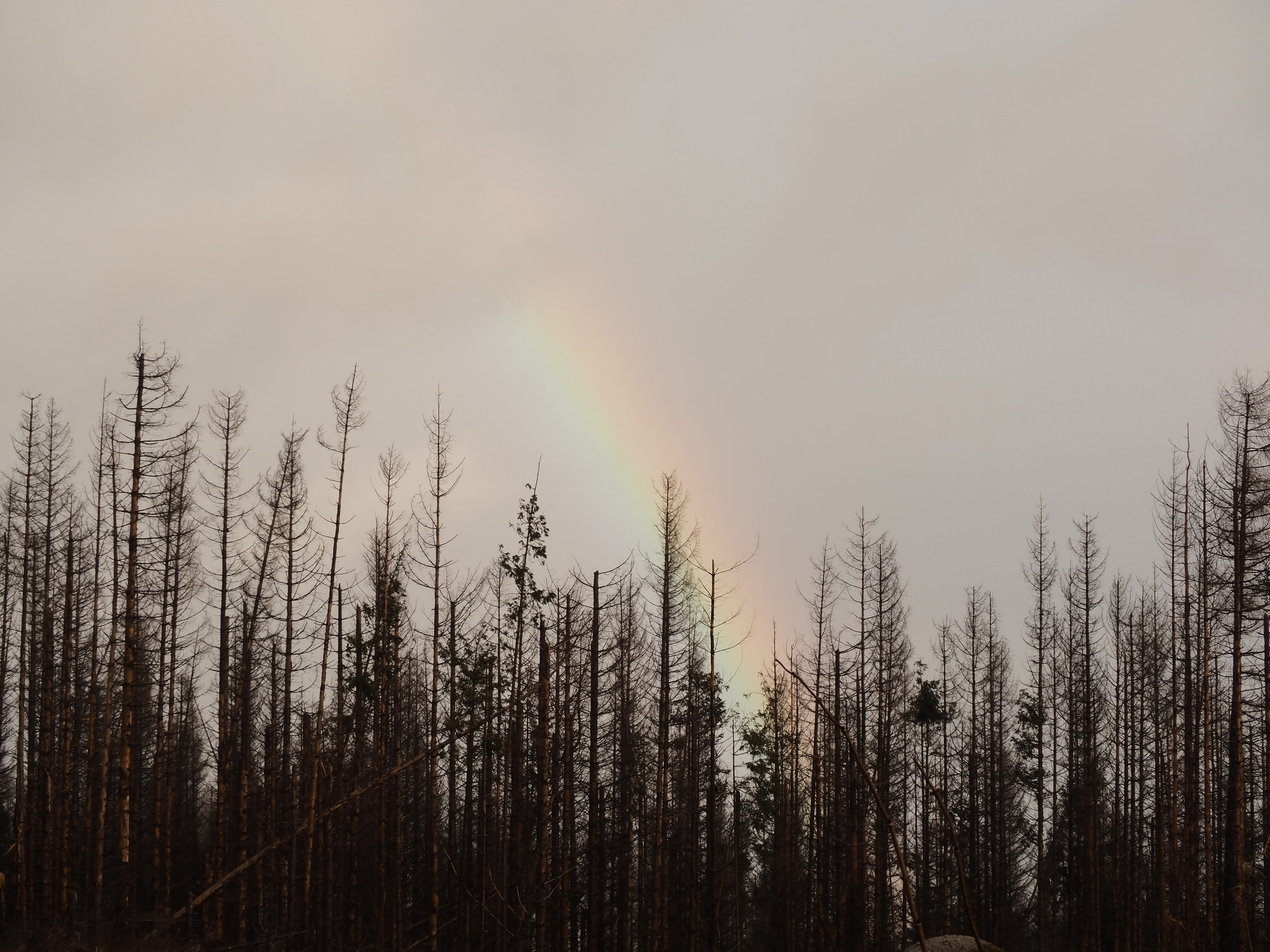 Харц. Германия. Репортажный фотограф в Берлине Александра Герман