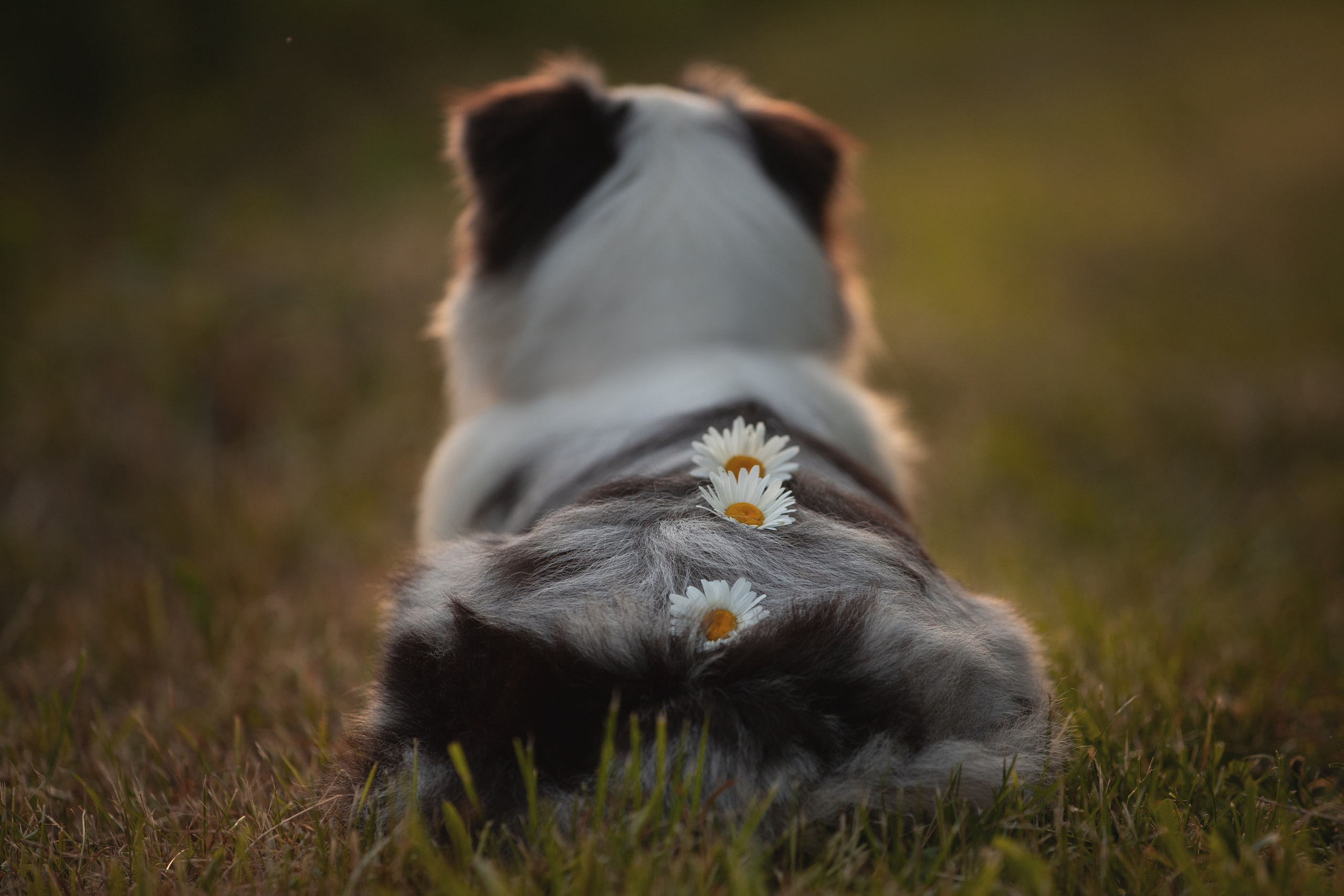 Фотограф-анималист в Калуге Мария Шерскова