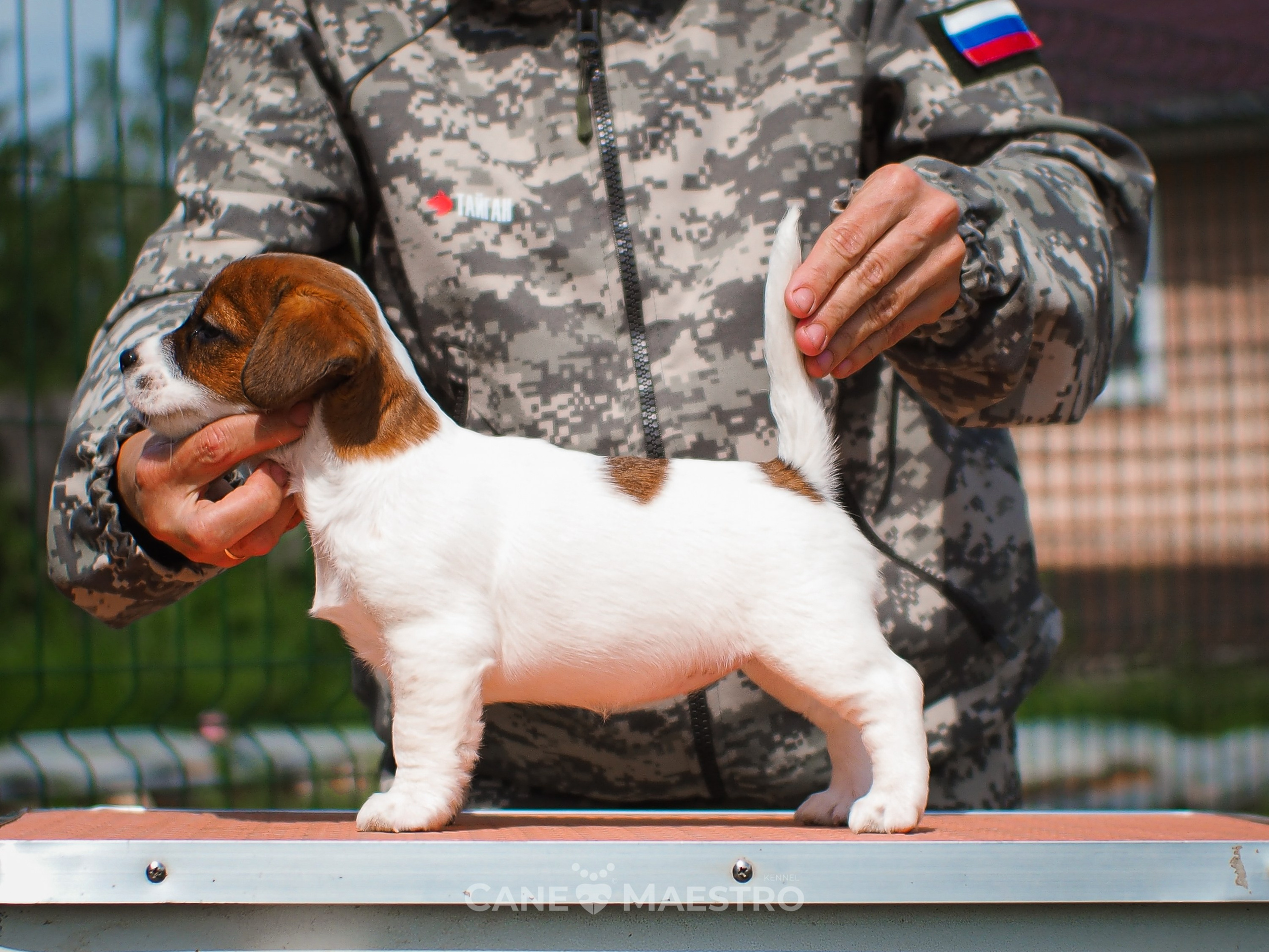 Ш_FEMALE_SHIZGARA. CANE MAESTRO — kennel Jack Russell Terrier