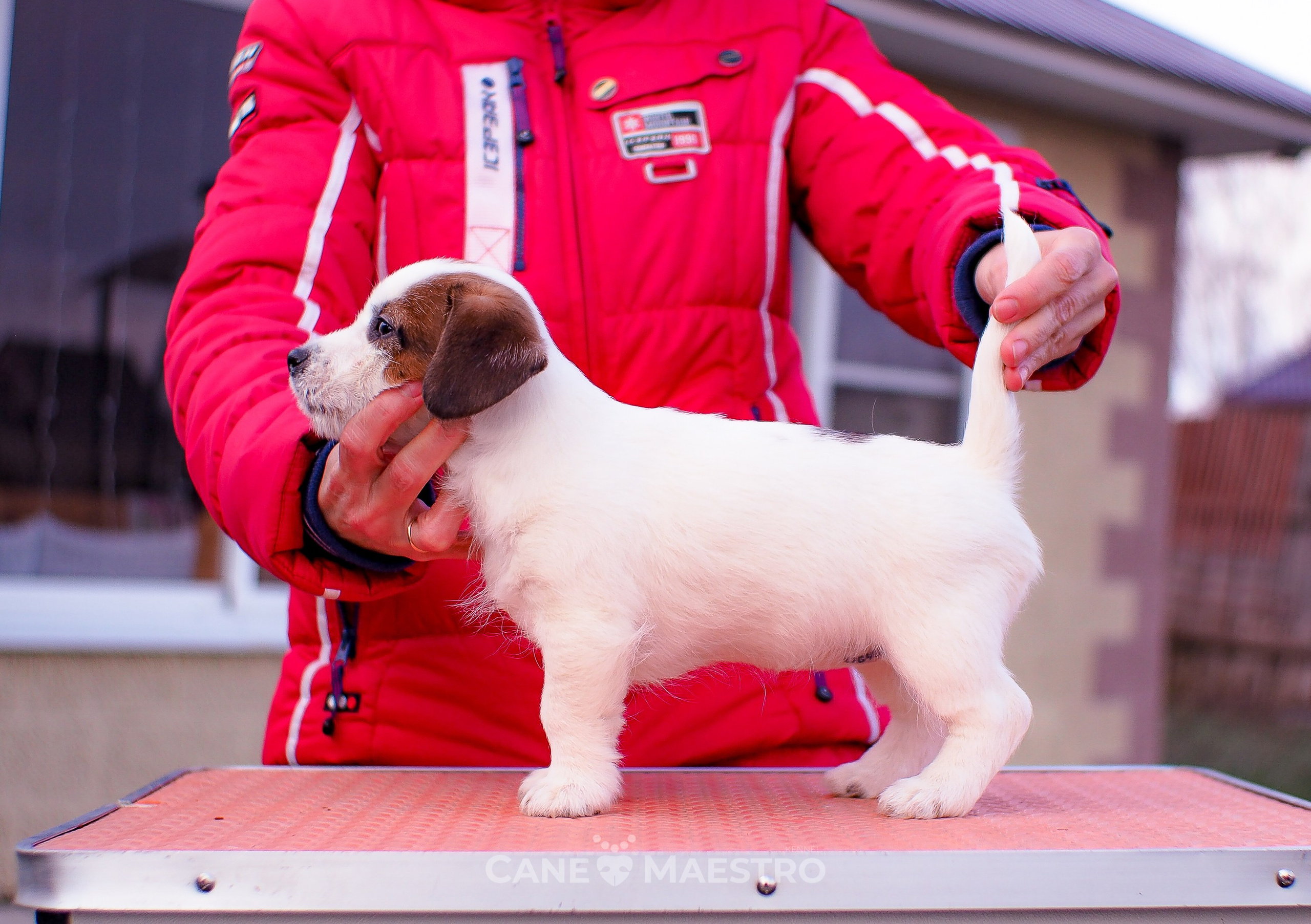 3_Девочка_СНЕЖНАЯ_Ц. CANE MAESTRO — kennel Jack Russell Terrier