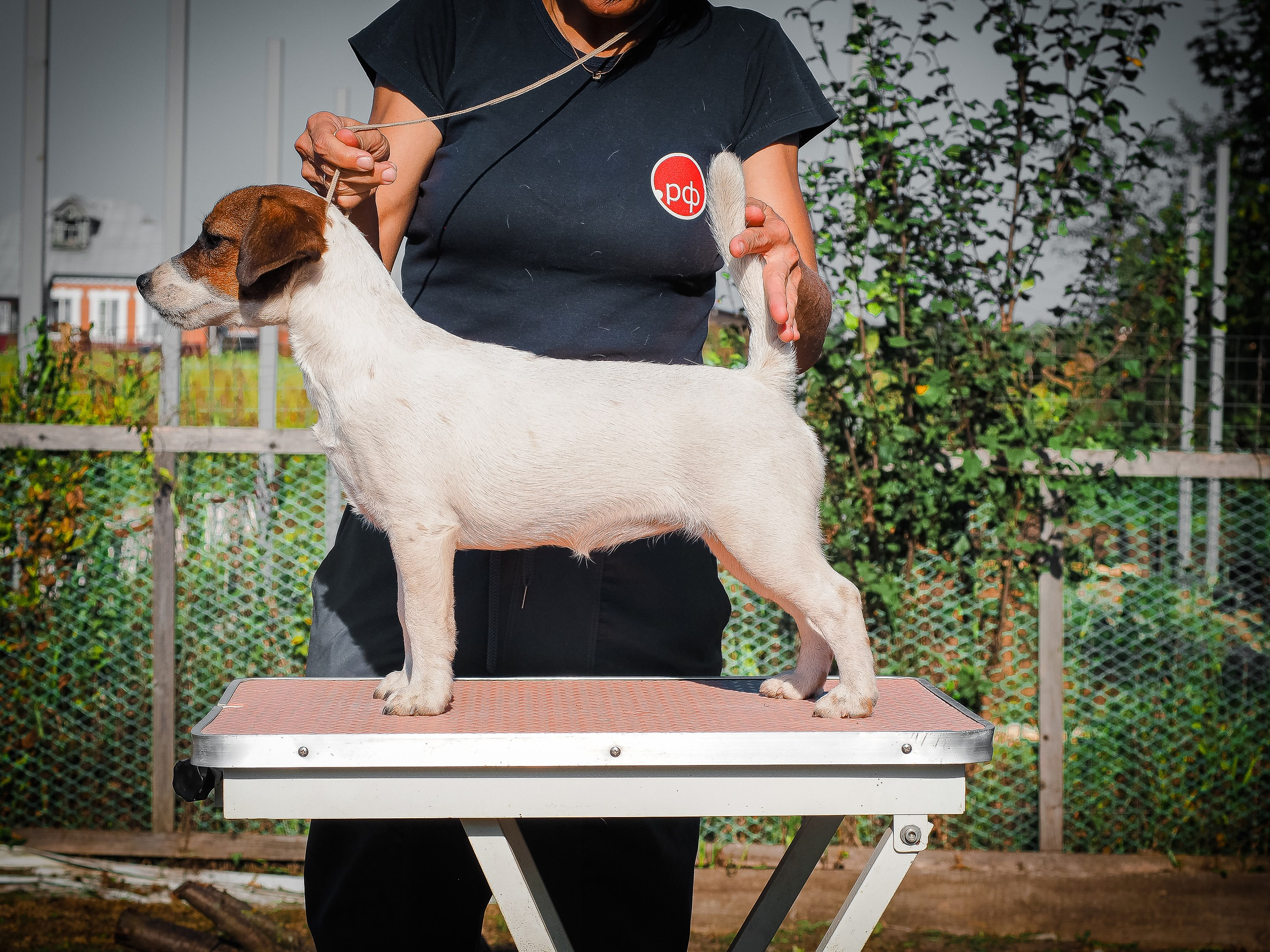 Щенок Джек-рассел-терьер. КМ ФЕЛИЧИТА. Гладкий тип шерсти. Девочка №2. КАНЕ МАЭСТРО — питомник Джек рассел терьеров