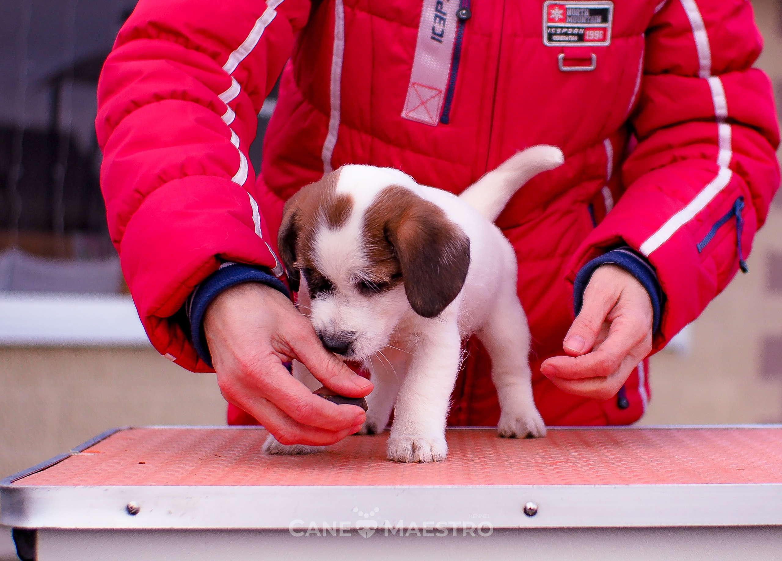 3_Девочка_СНЕЖНАЯ_Ц. CANE MAESTRO — kennel Jack Russell Terrier