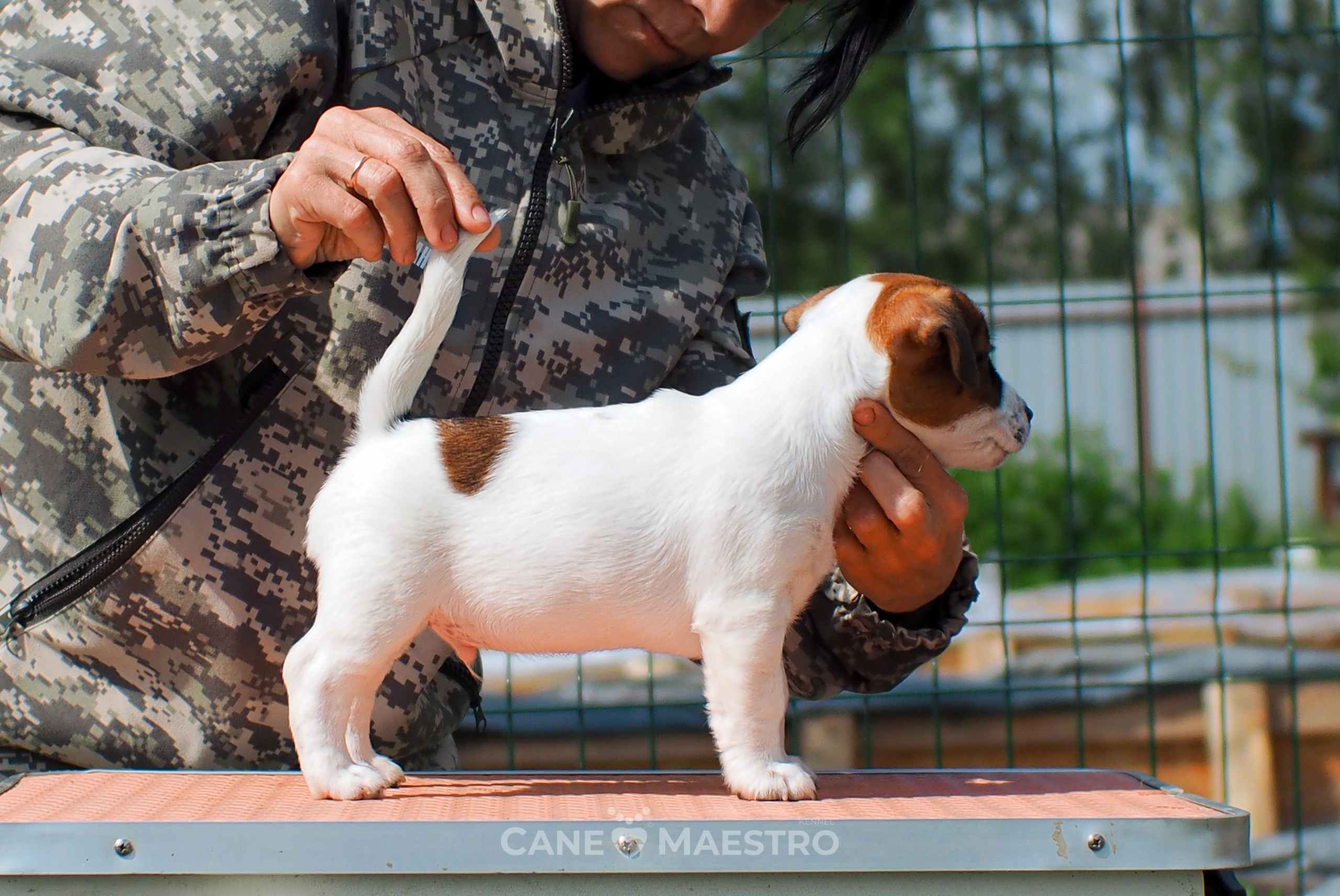 Ш_2_MALE_SHERY_BRANDY. CANE MAESTRO — kennel Jack Russell Terrier