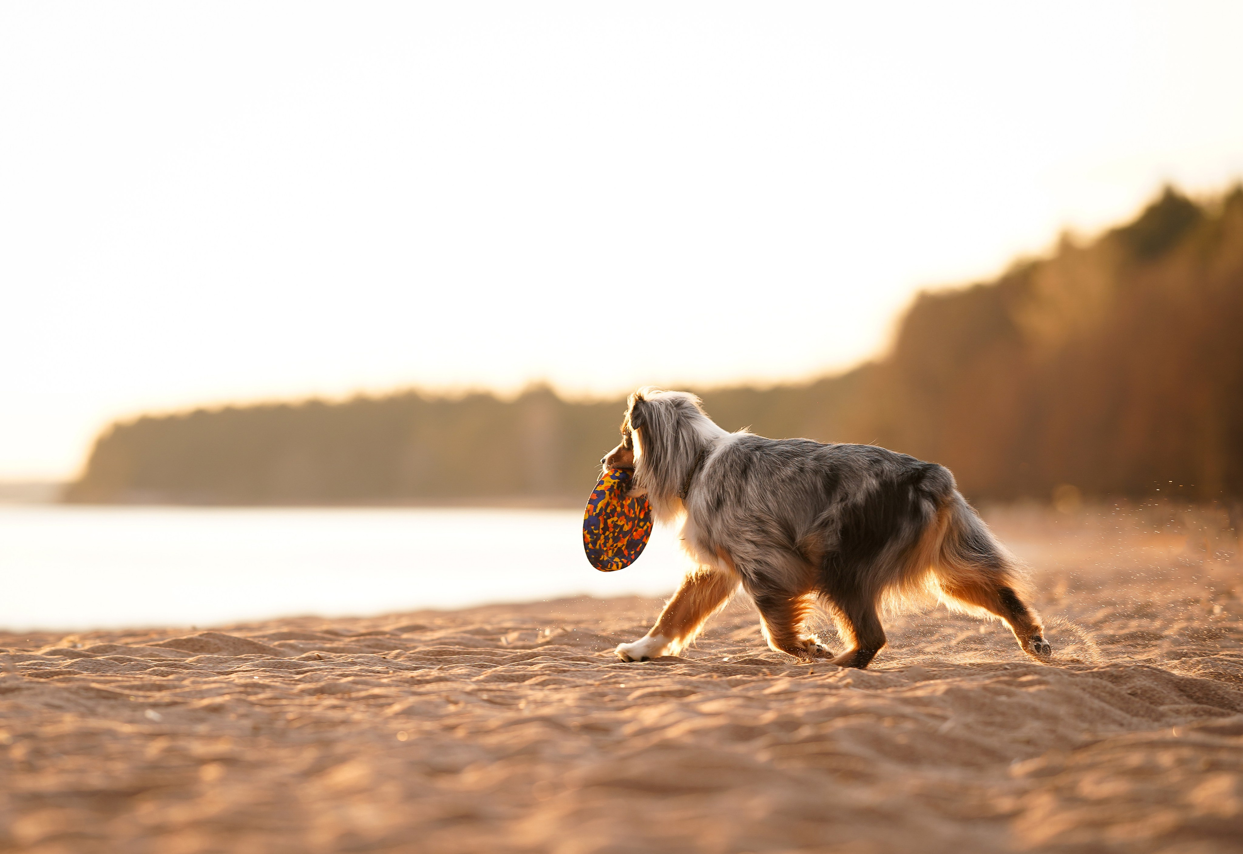 Алиса и Джокер. Фотограф-анималист в Санкт-Петербурге Яна Мартынова