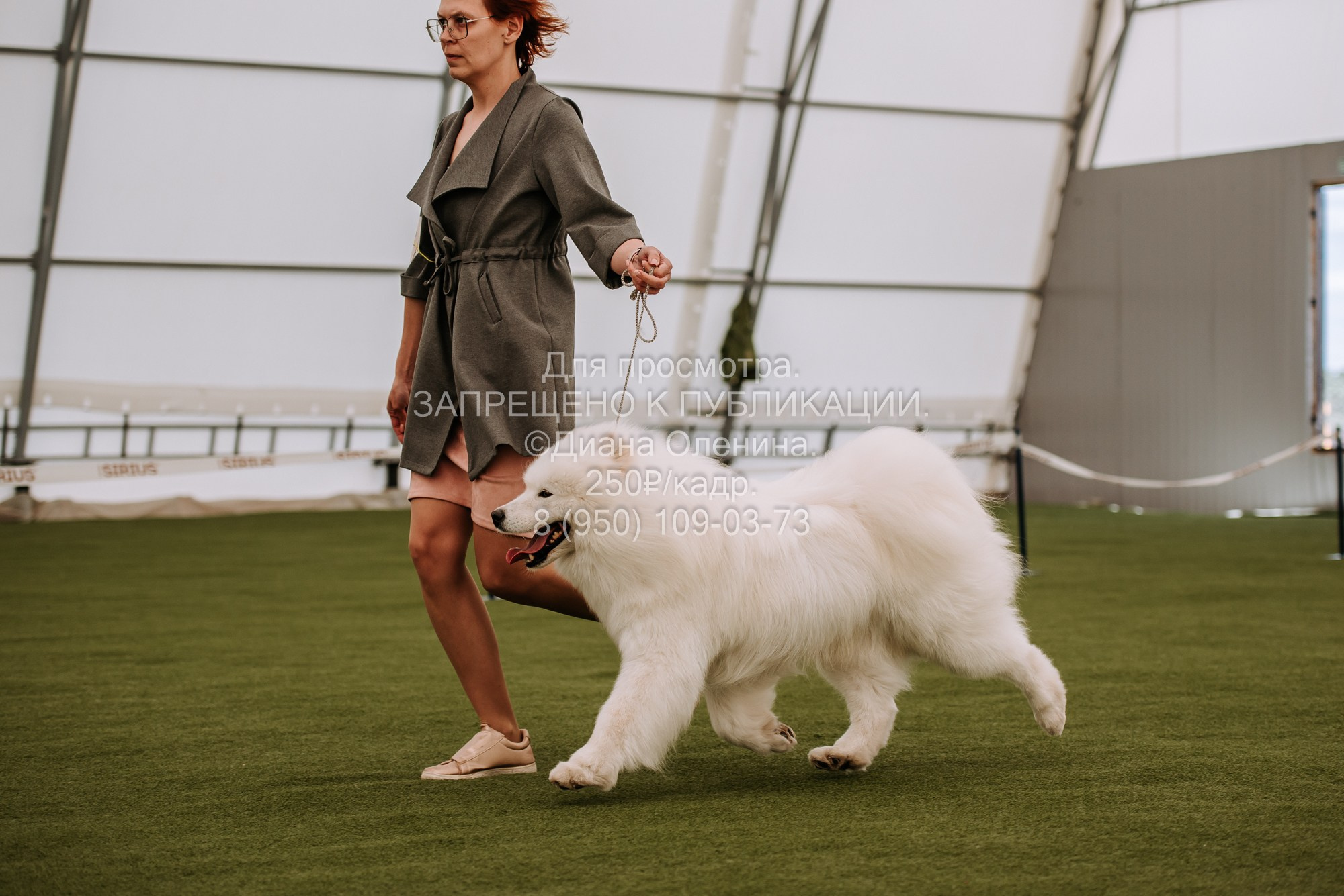 Выставка собак Красноярск 2.06. Фотограф Диана Оленина Красноярск / Братск