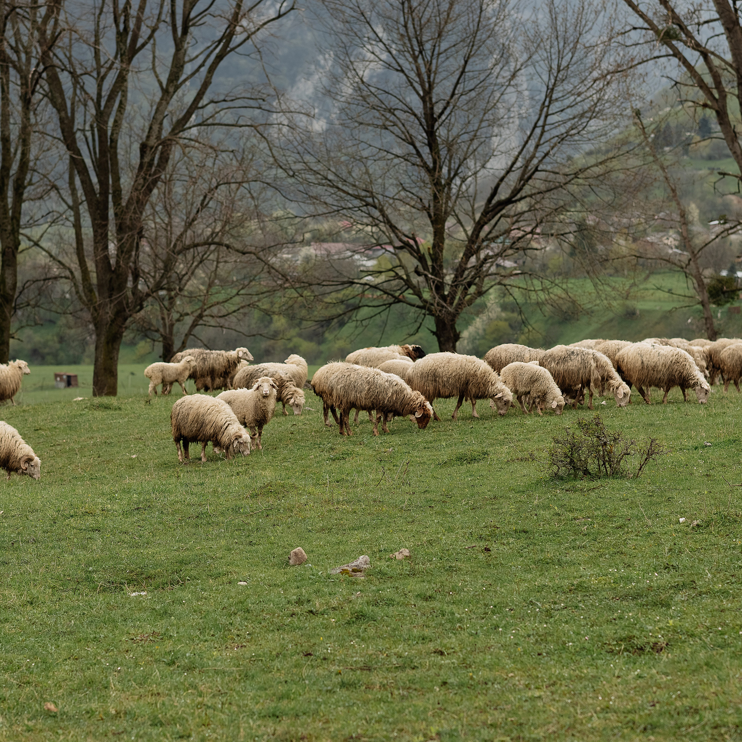 История Николая и Ирины. Владикавказ. Ингушетия. Свадебный и семейный фотограф в Ростове-на-Дону Алина Астахова