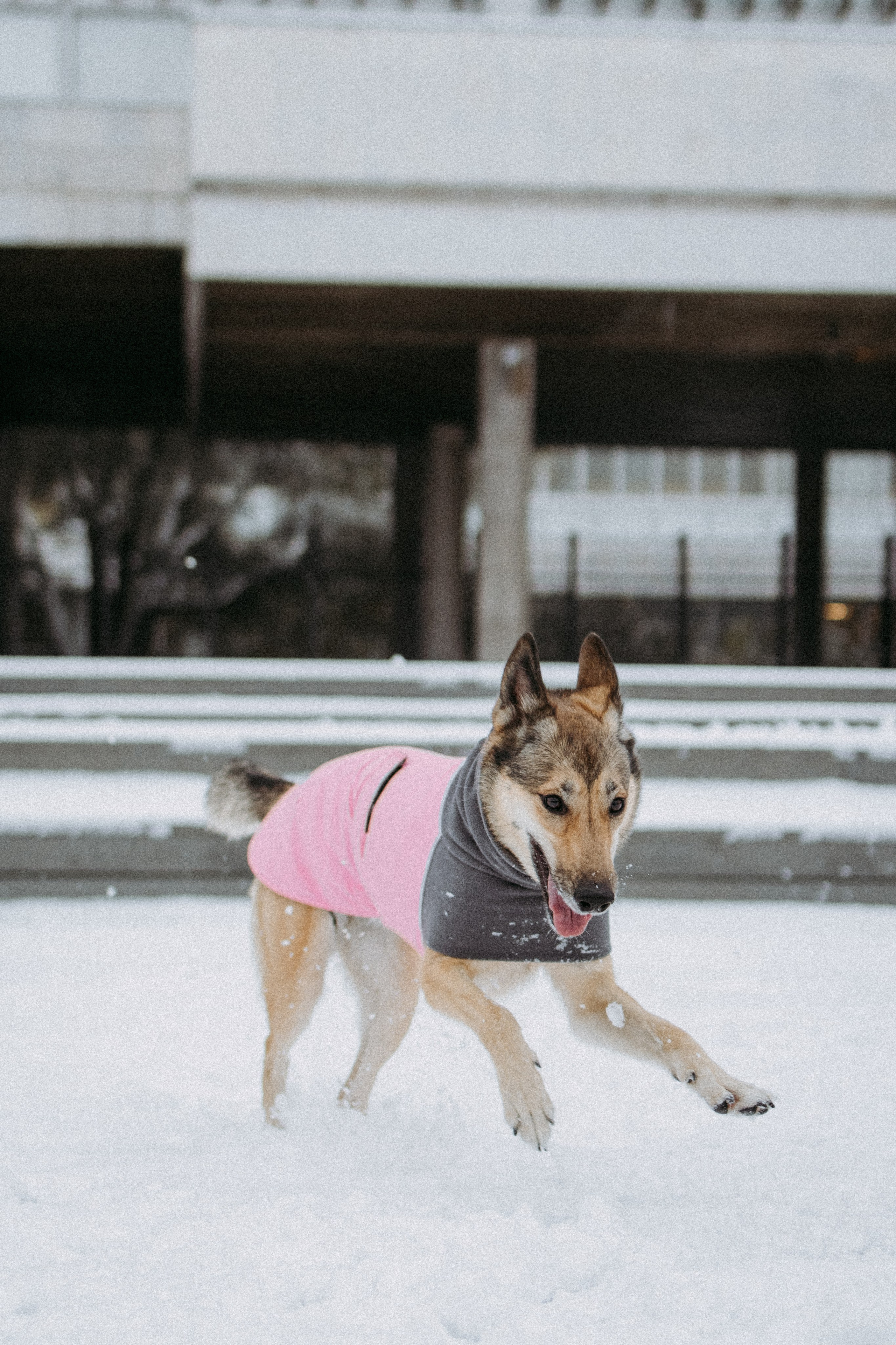 Саша, Ксюша и их банда. Фотораф — анималист Мария Шистка