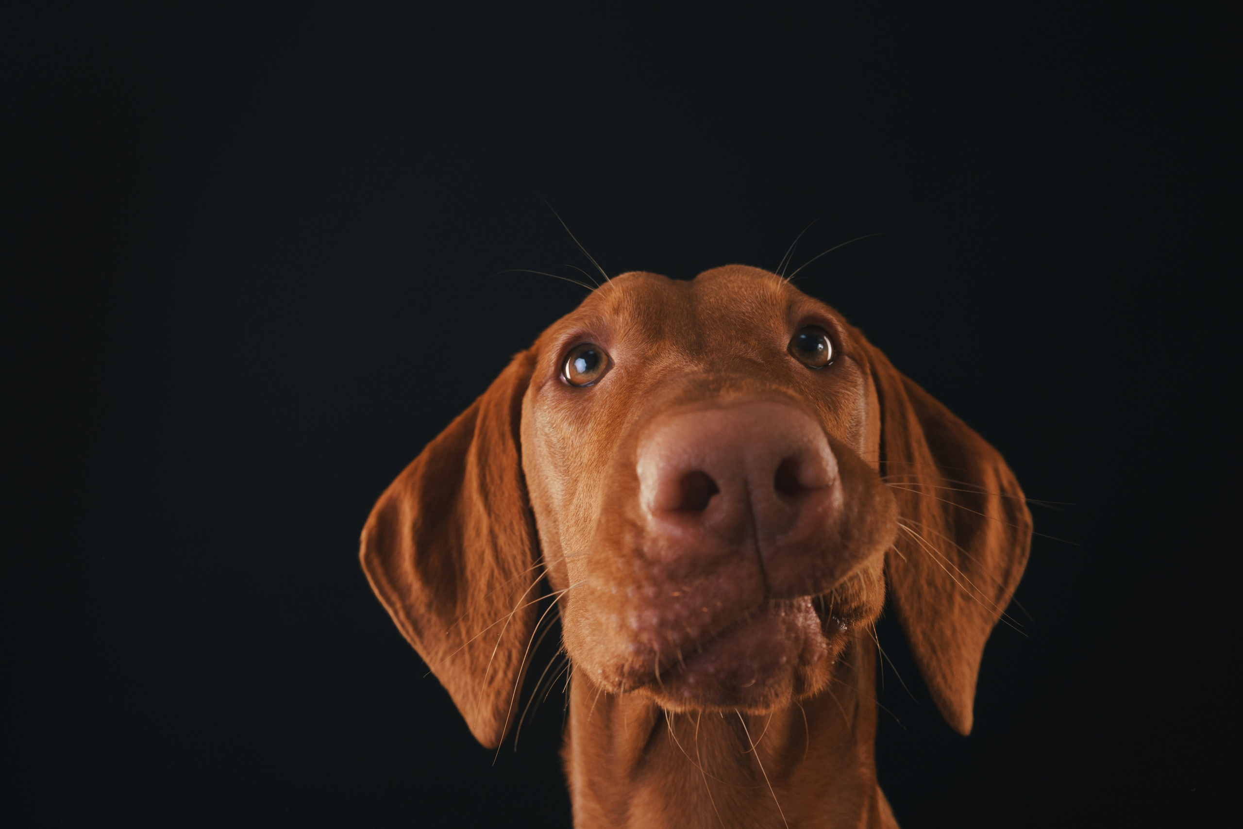 Выжла Гая. Фотограф анималист Осипчикова Мария