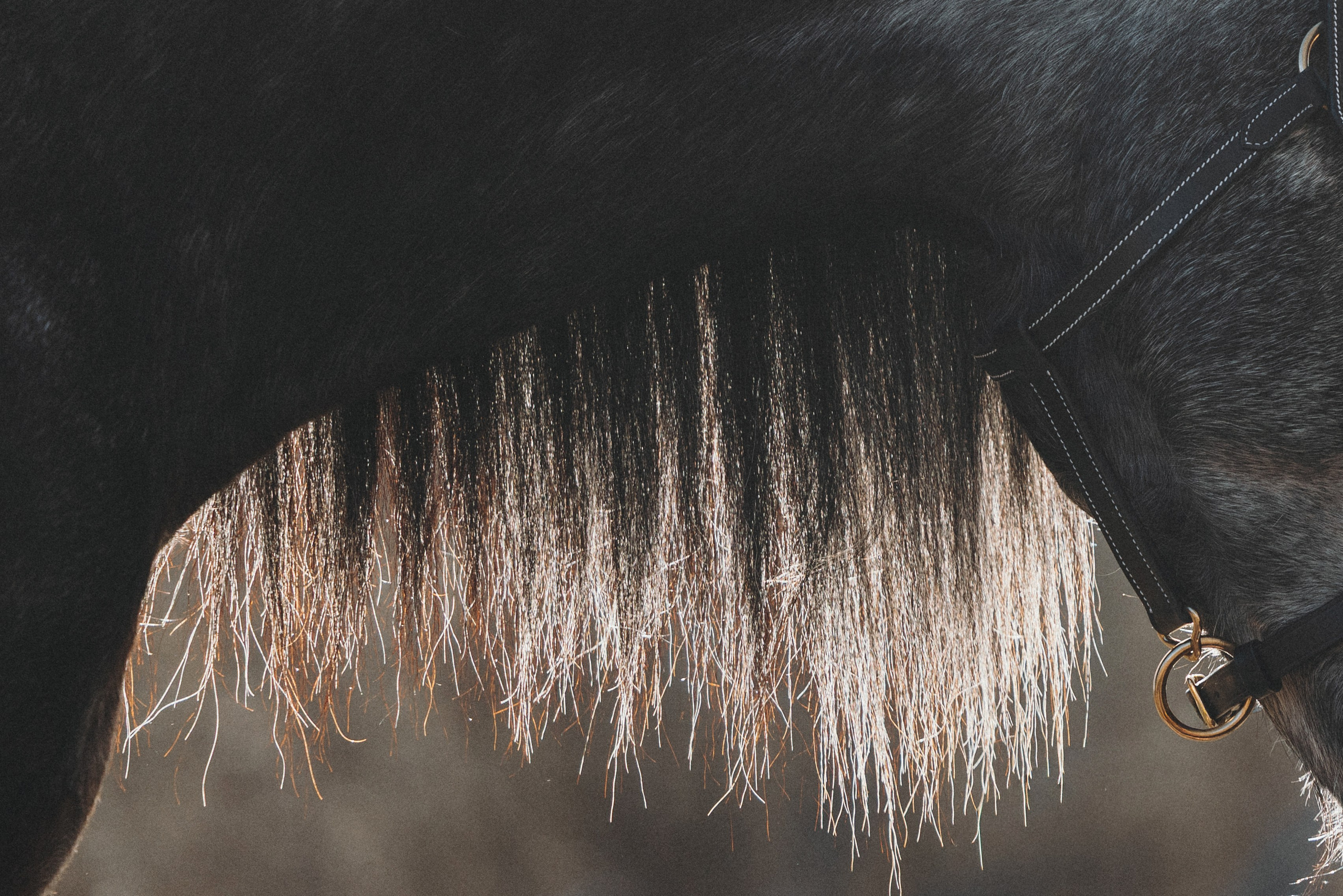 Ирина и Командор. Фотограф анималист Осипчикова Мария