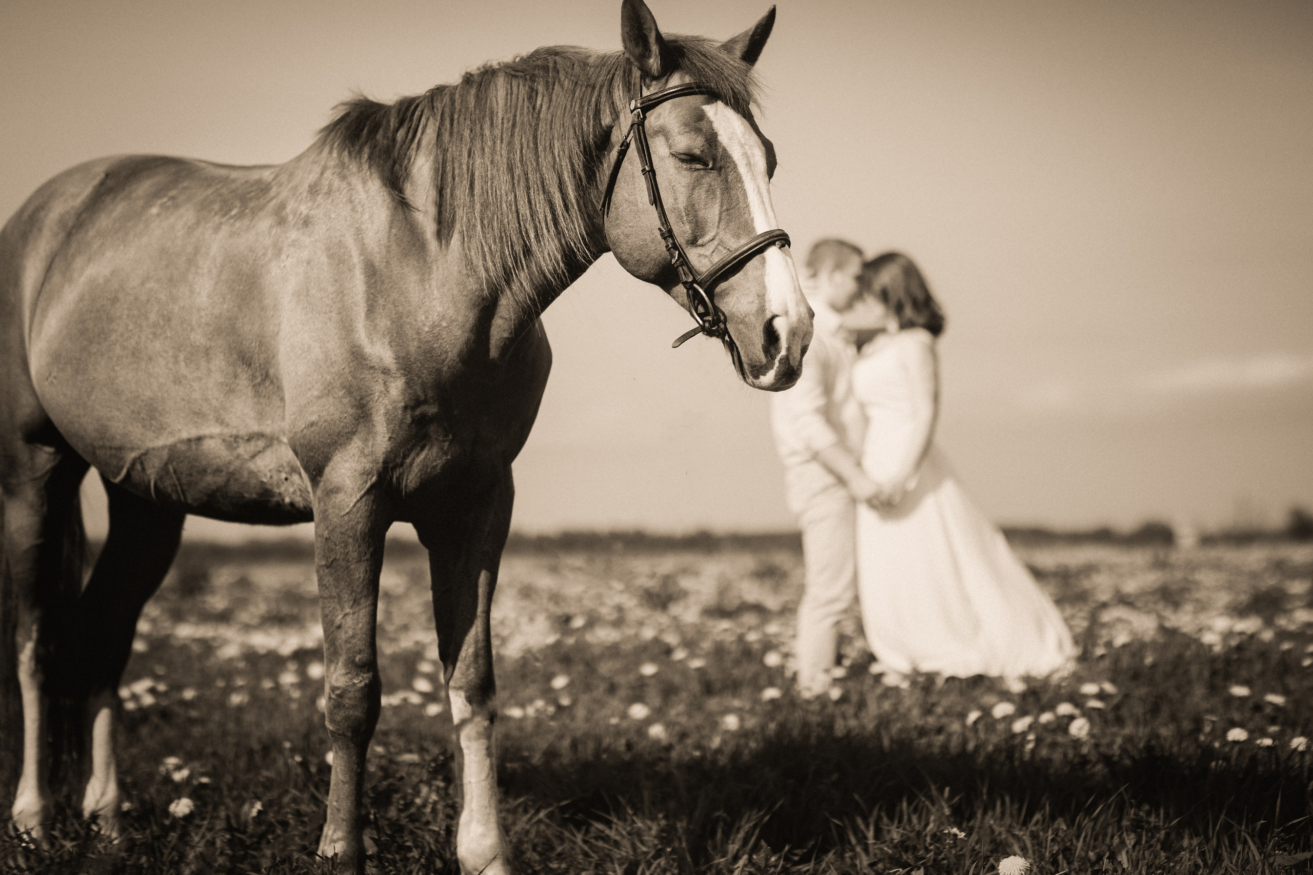 Фотосессия с лошадьми. Фотограф Санкт-Петербург Елена Мухина