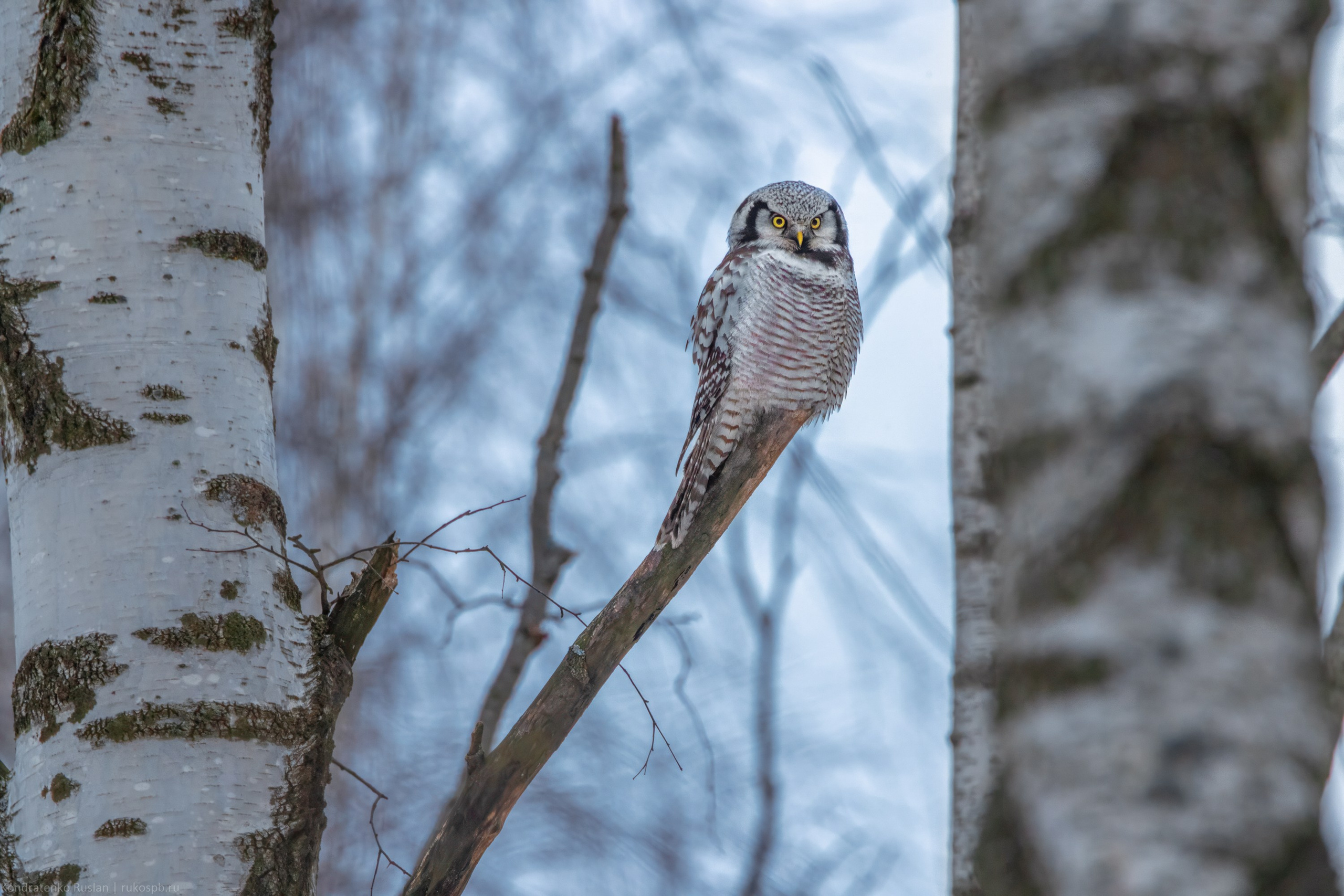 Ястребиная сова. Архитектурный и пейзажный фотограф Кондратенко Руслан, Санкт-Петербург