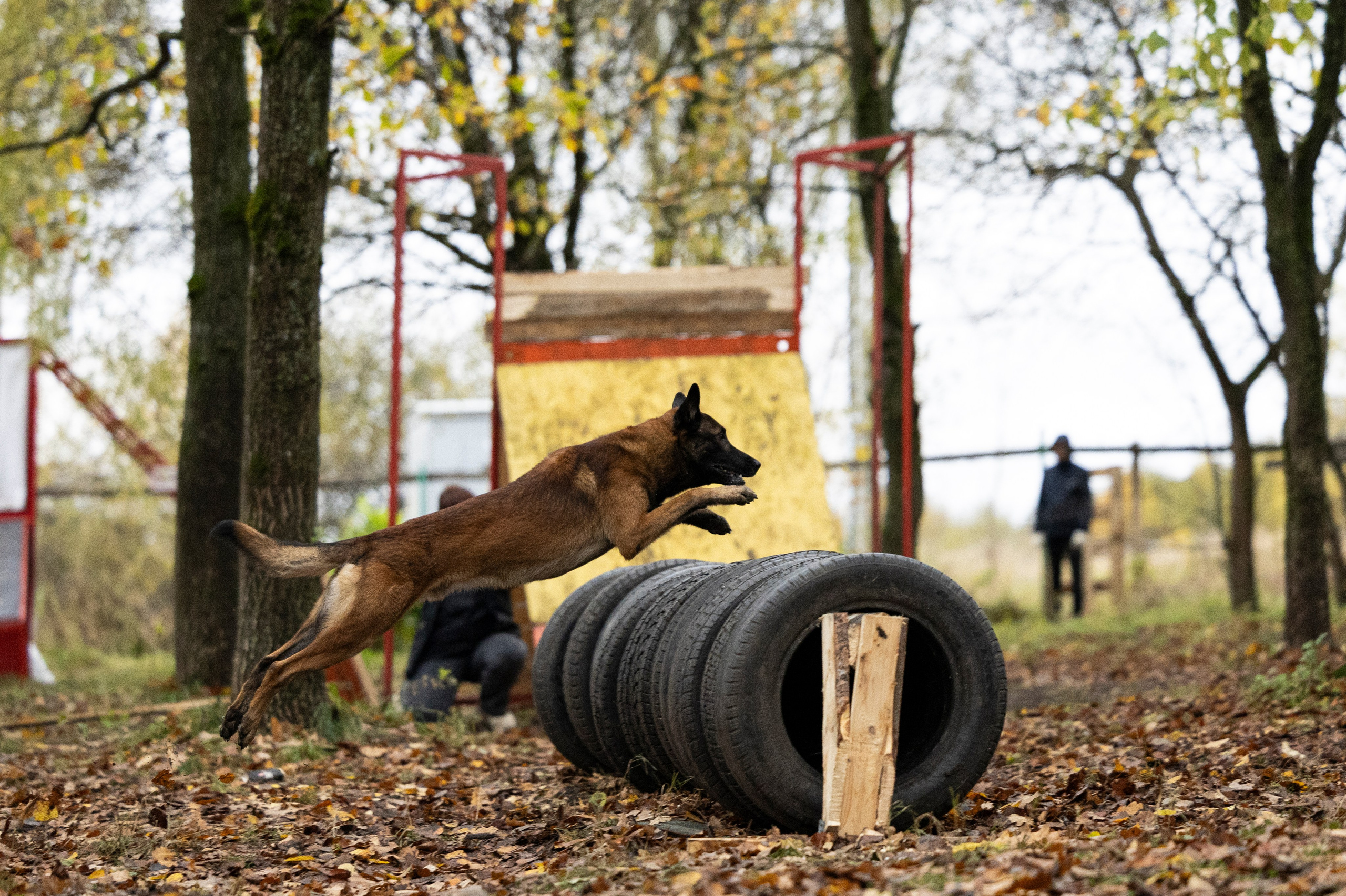 Соревнования по Мондьорингу г. Вологда. Фотограф-анималист Анна Маринич