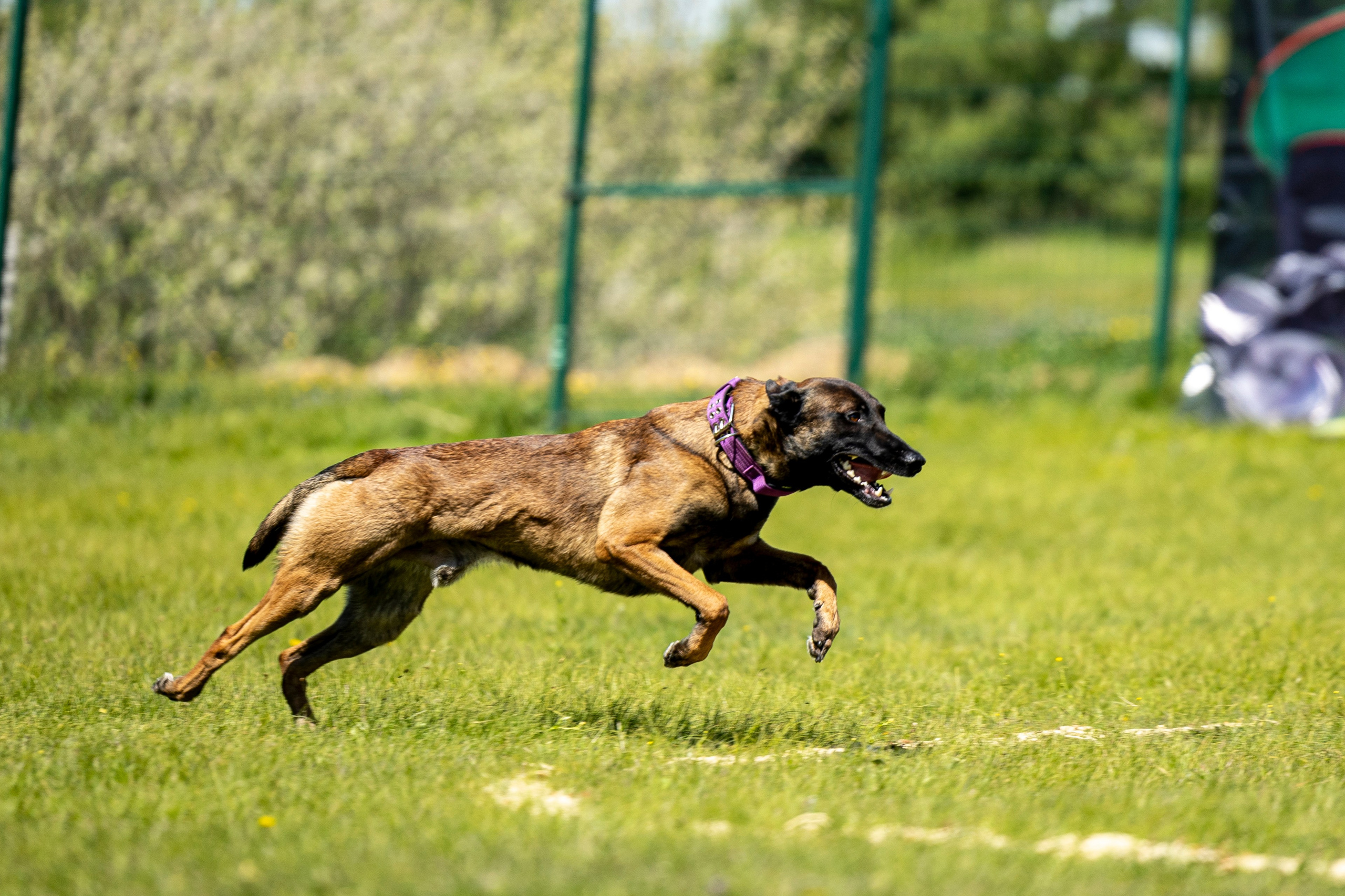 Испытания по мондьорингу в Нижнем Новгороде. Фотограф-анималист Анна Маринич