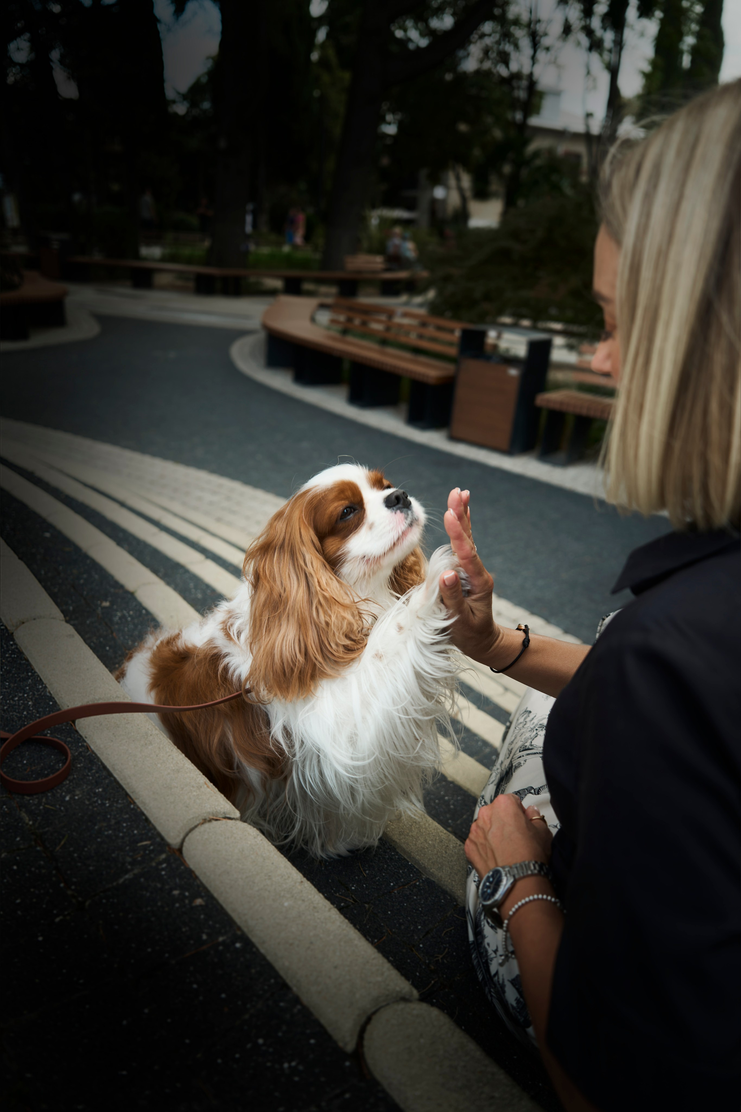 Собаки и люди