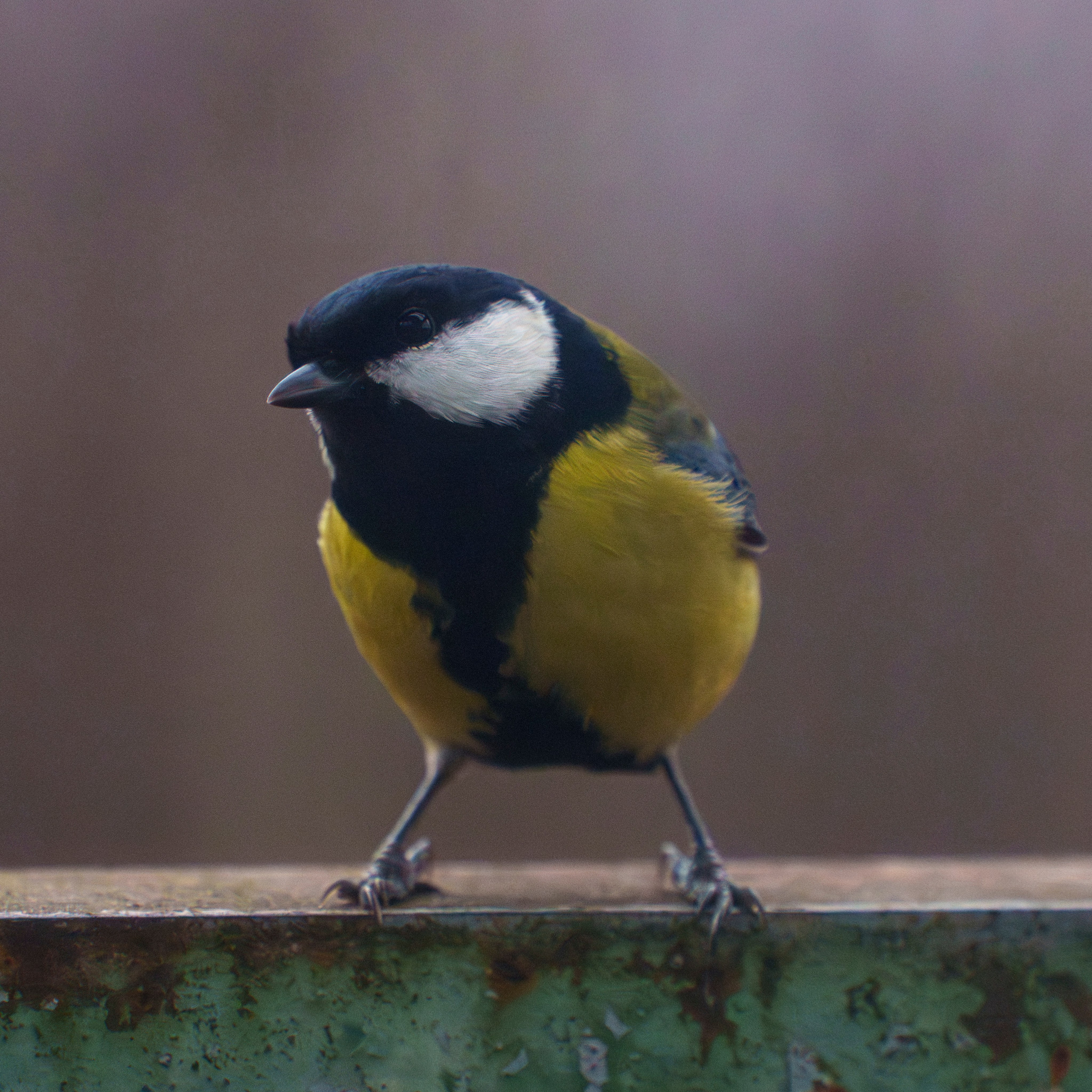 Animals — Животные