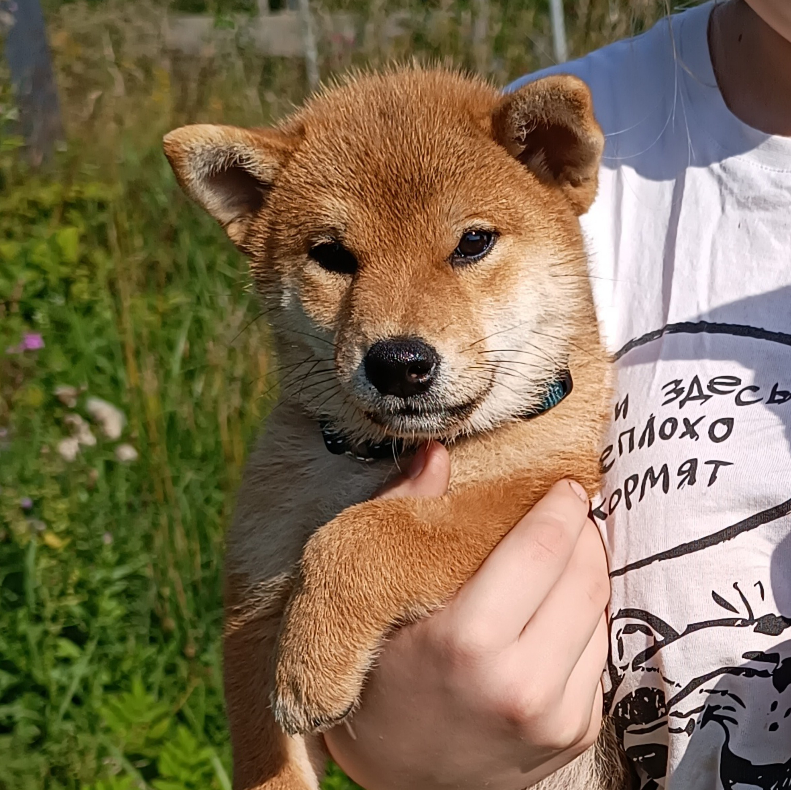 сиба питомник Рубилайт щенки на продажу rubylight  сиба щенки купить СПб Санкт-Петербург 