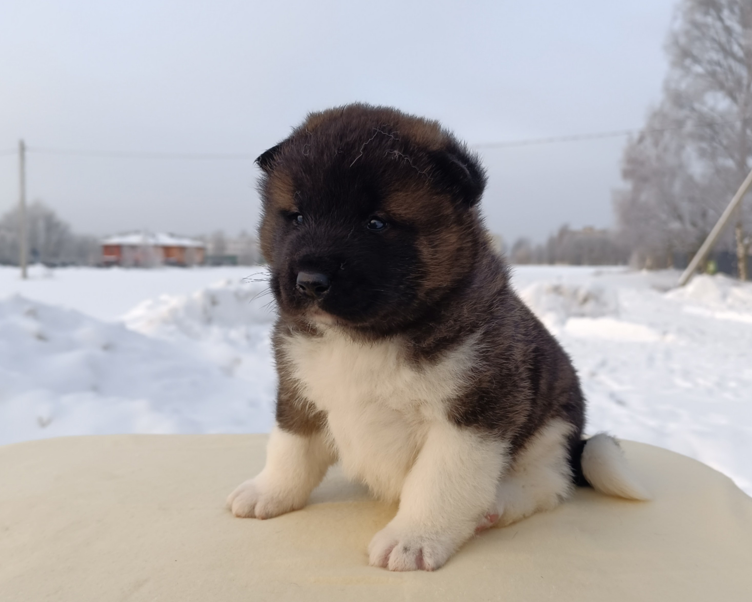 Rubylight Ctsar'. Американская акита I Сиба ину I Питомник RUBYLIGHT