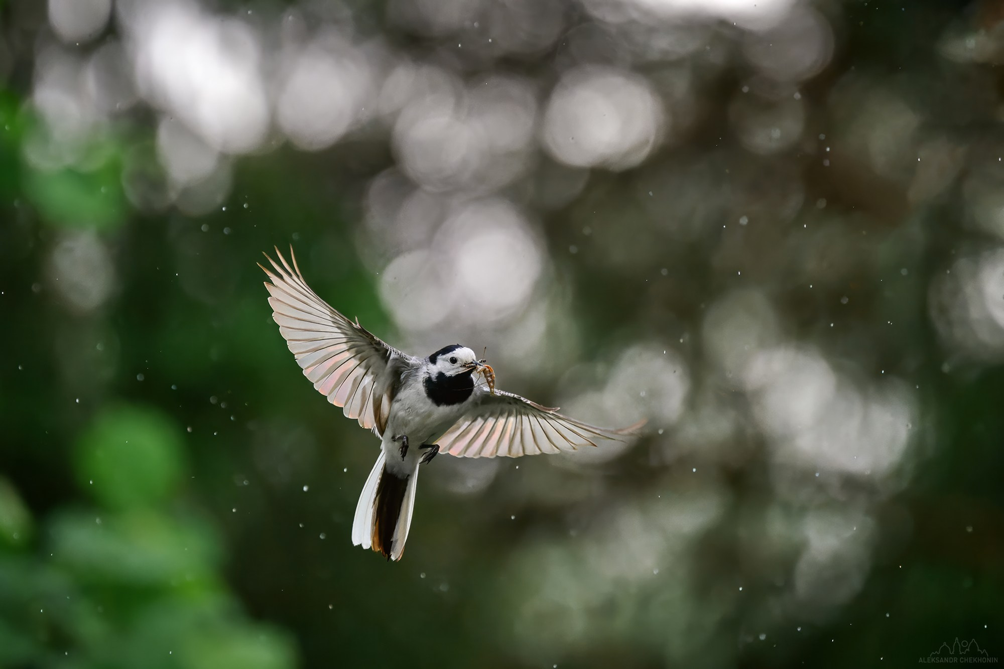 Животные. Пейзажный фотограф Александр Чехонин