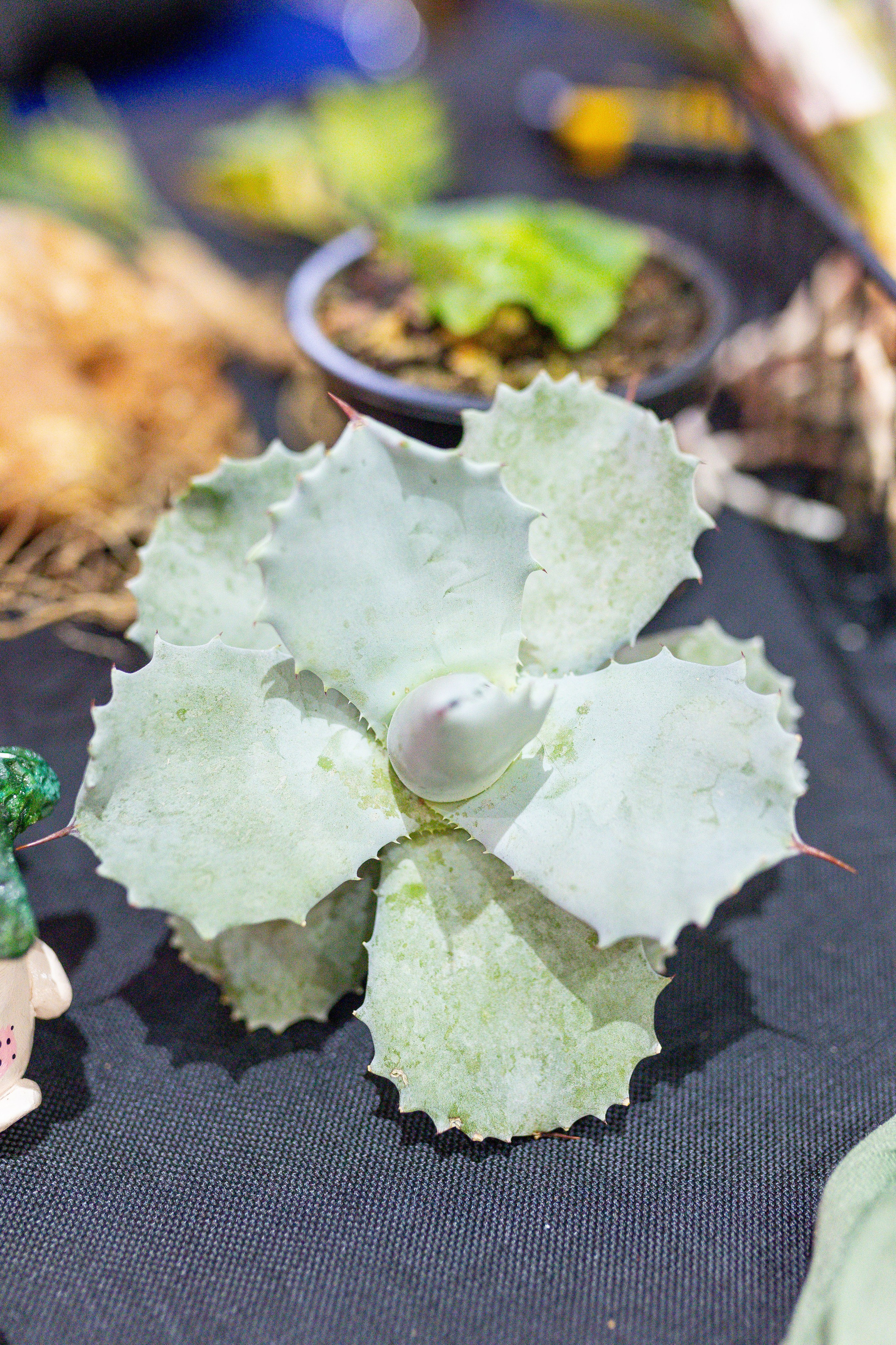 Монстериум 11–12 октября. Александра Куликова фотограф, Москва