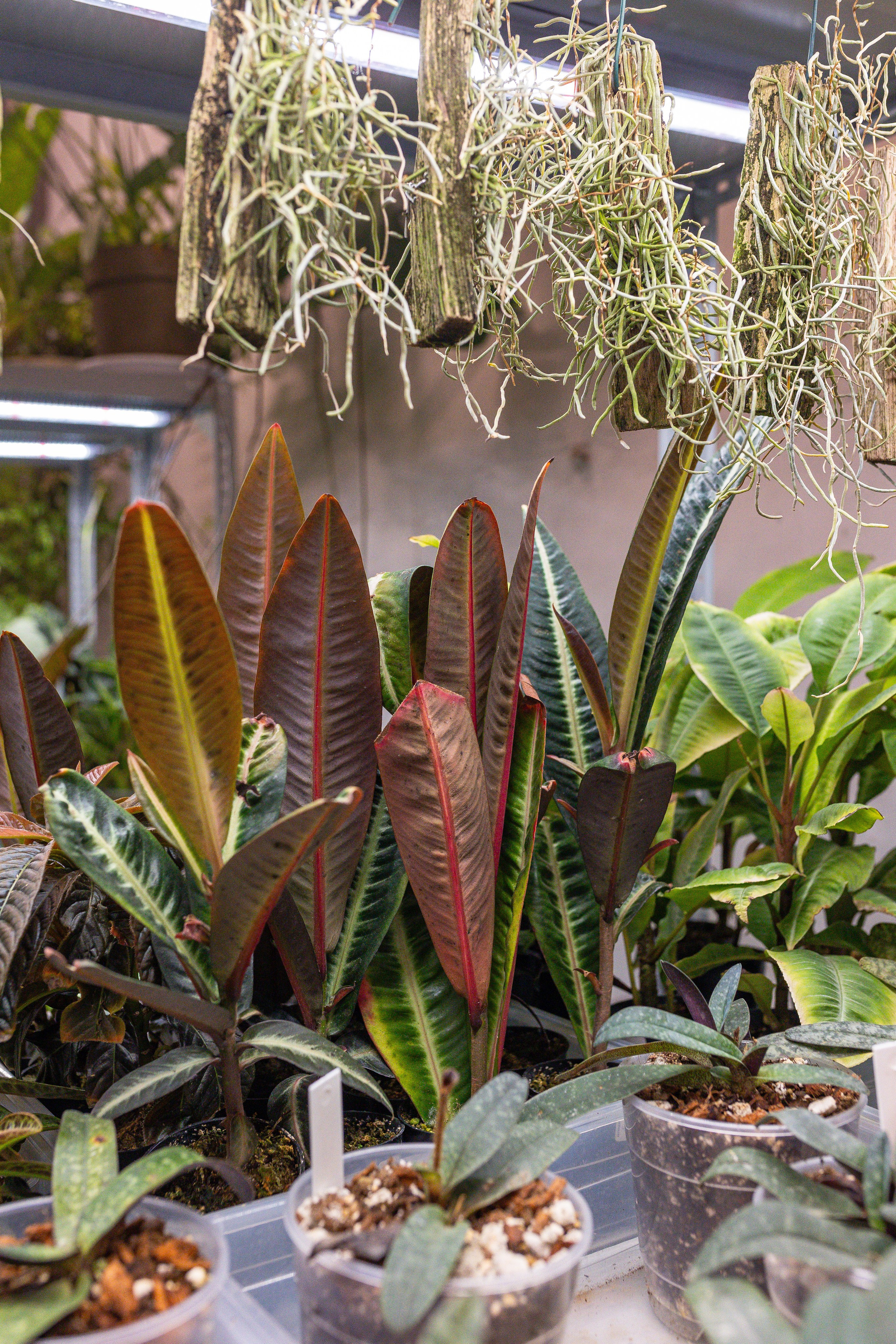 Ярмарка Green Rare 20.09.25. Александра Куликова фотограф, Москва