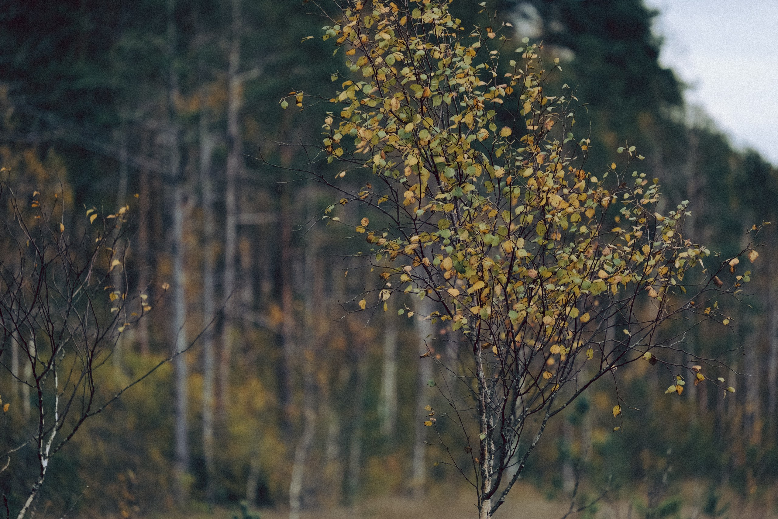 Осеняя прогулка. Профессиональный фотограф, Санкт-Петербург — Виктория Богомолова
