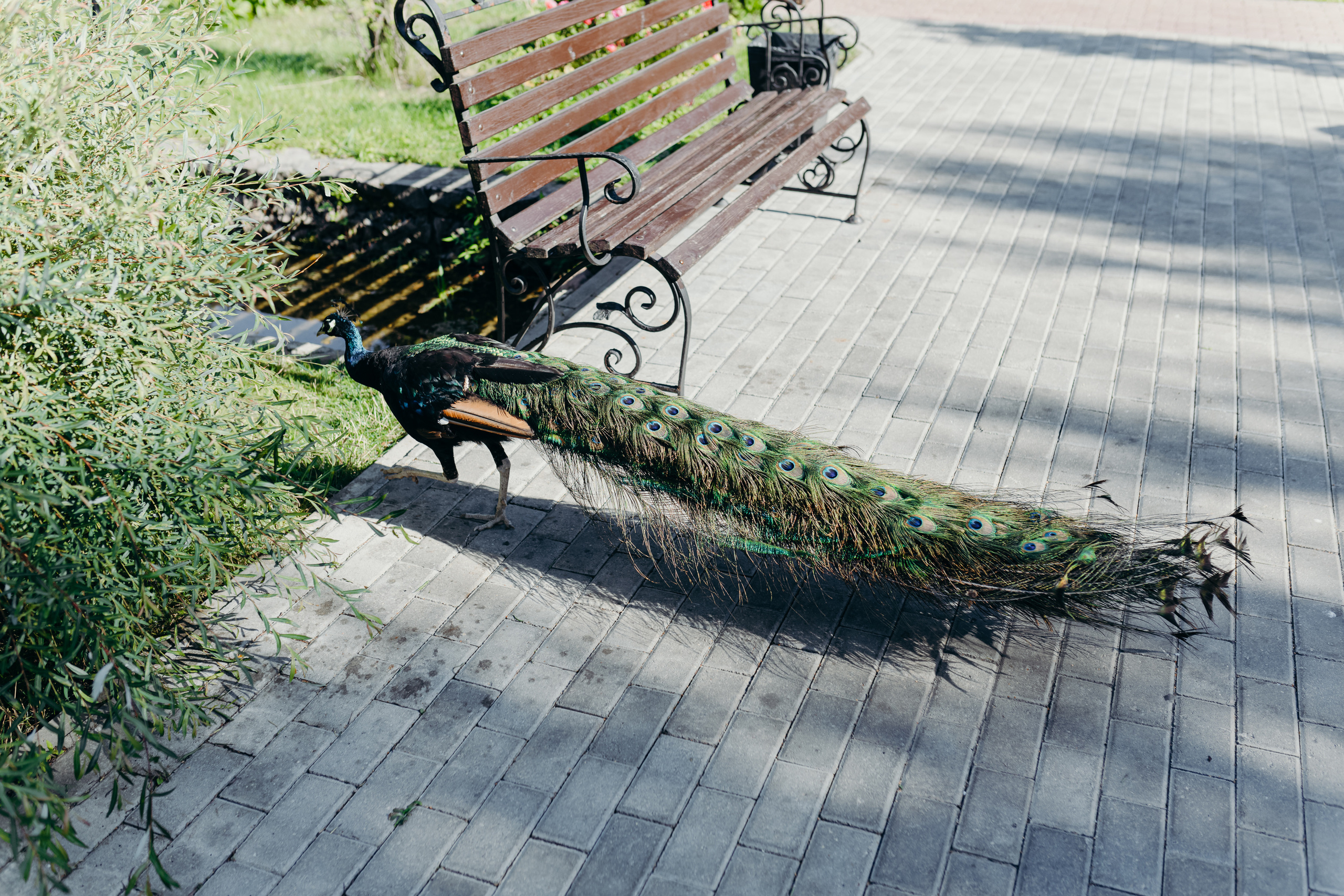 Свадьба Андрей & Алена. Ведущий на свадьбу юбилей корпоратив в Москве и МО Светлана Винокурова