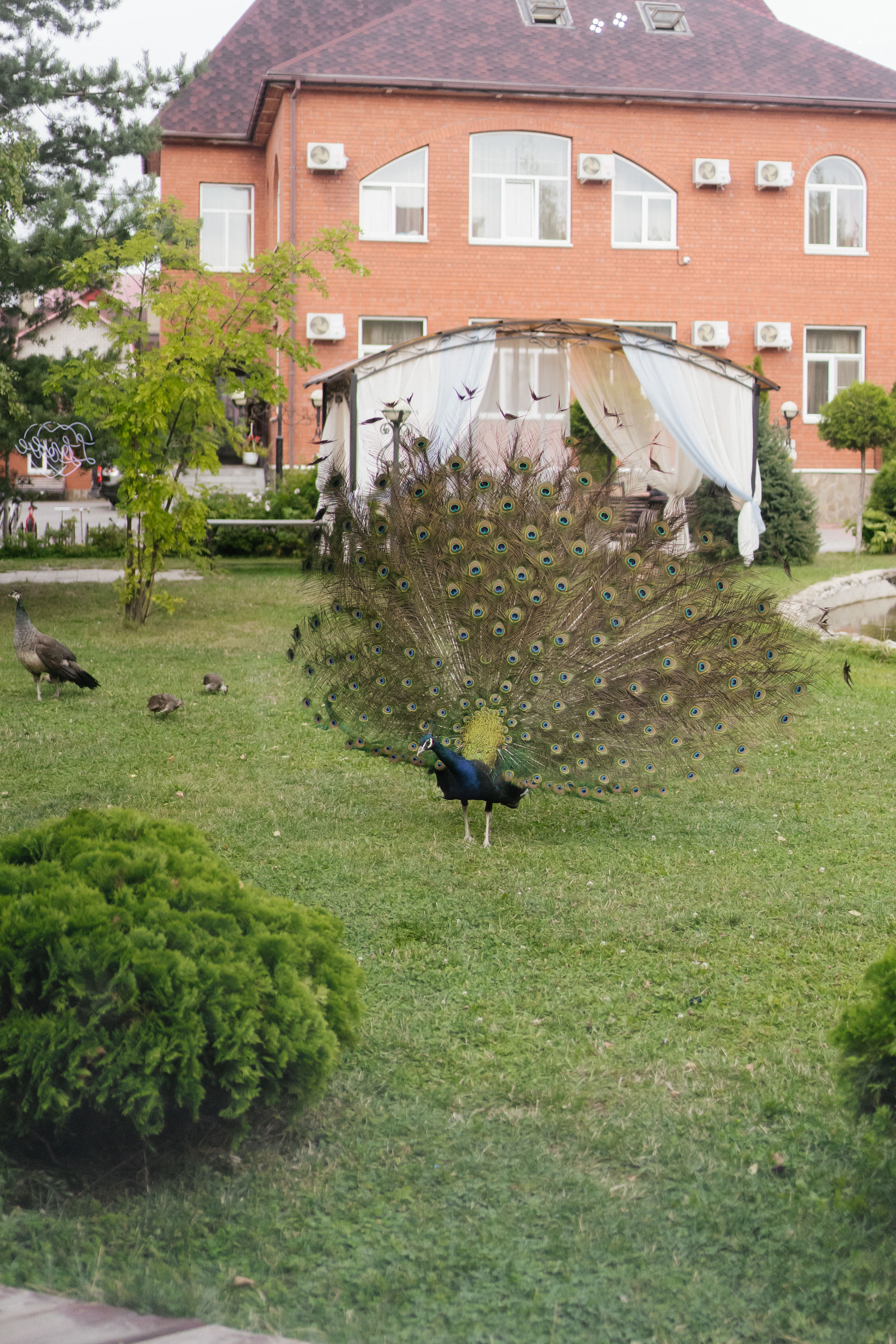 Кирилл & Надежда. Ведущий на свадьбу юбилей корпоратив в Москве и МО Светлана Винокурова