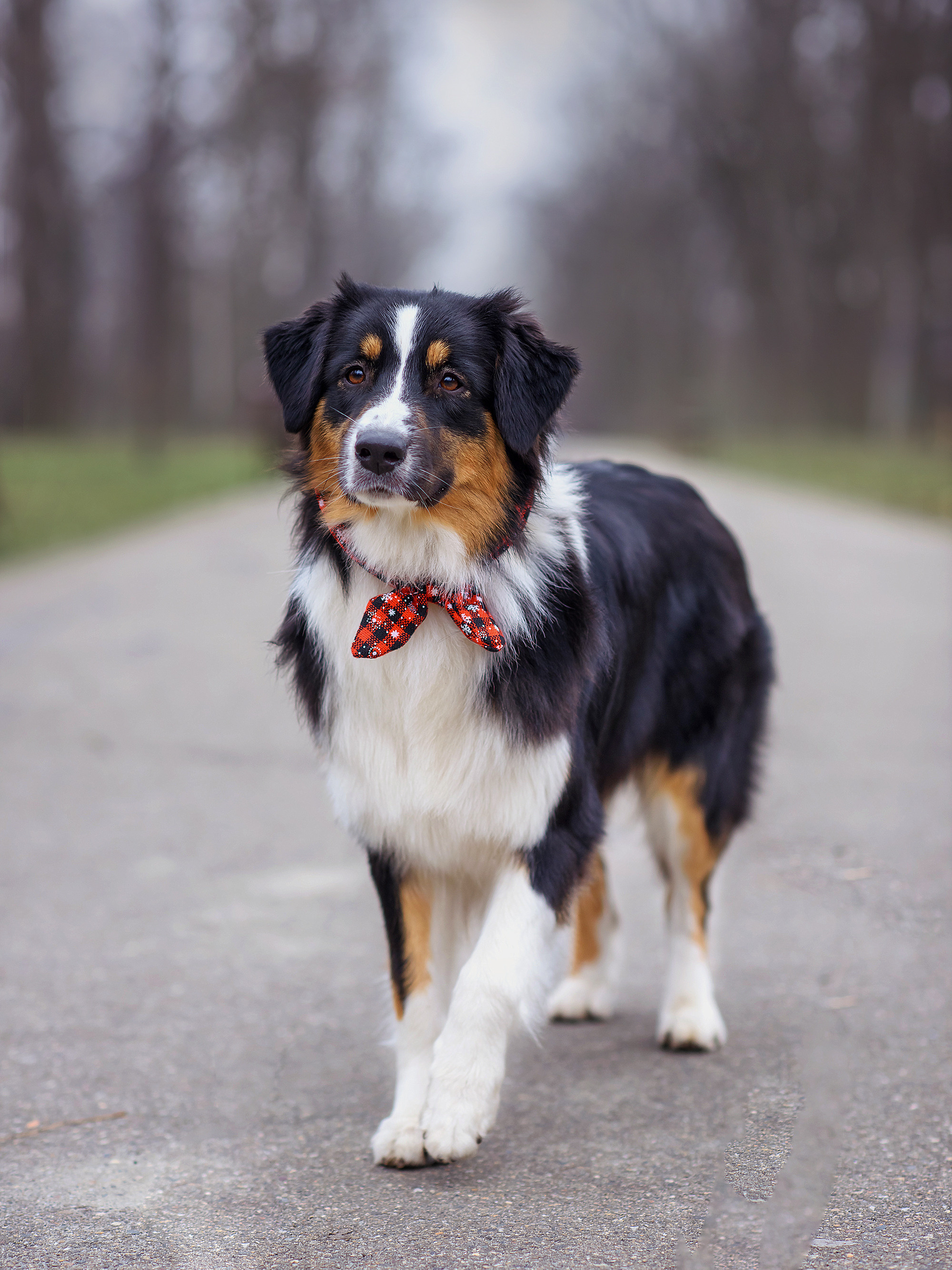 Животные. Семейный фотограф в Минске Виктория Дубровская