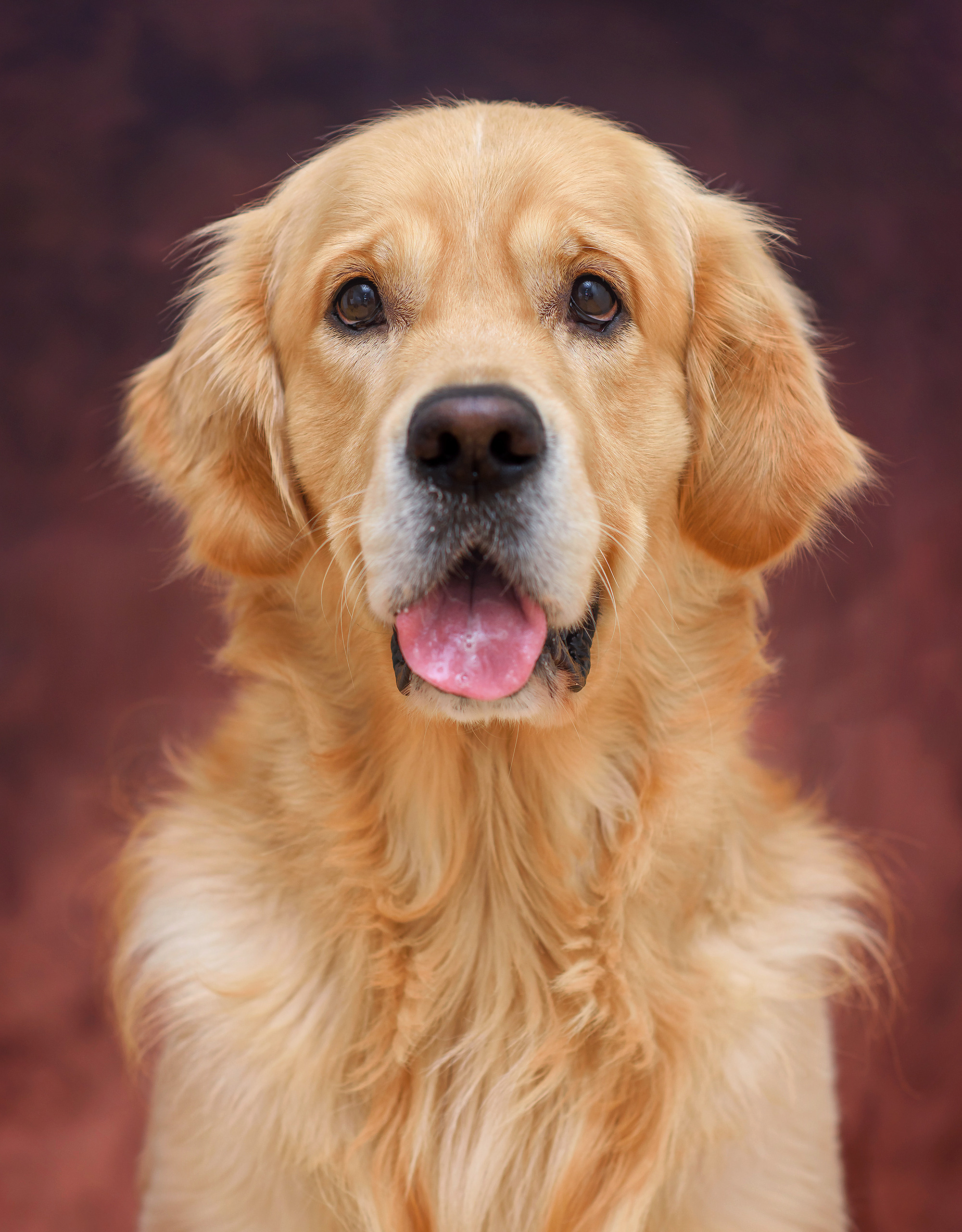 Животные. Семейный фотограф в Минске Виктория Дубровская