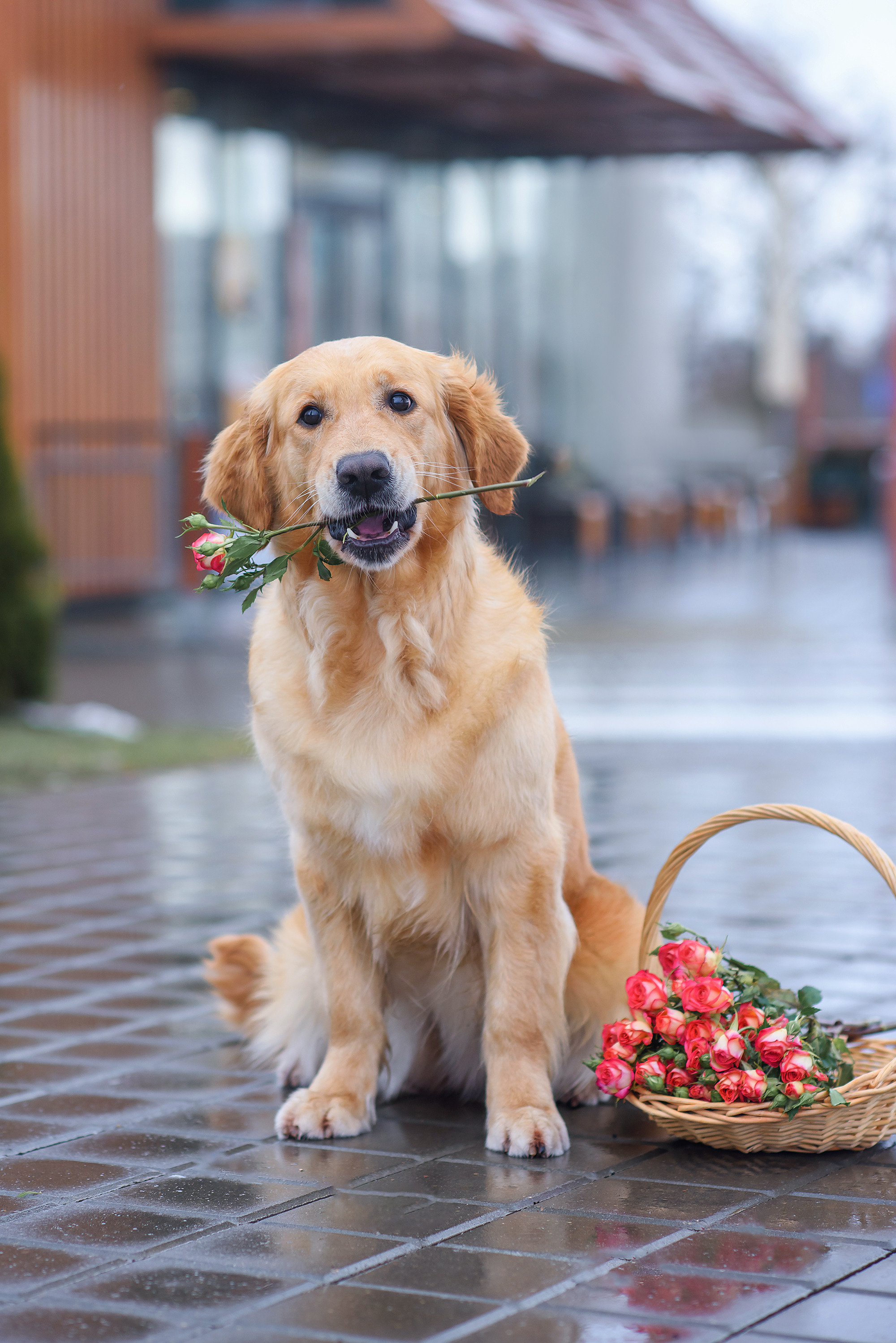 Животные. Семейный фотограф в Минске Виктория Дубровская