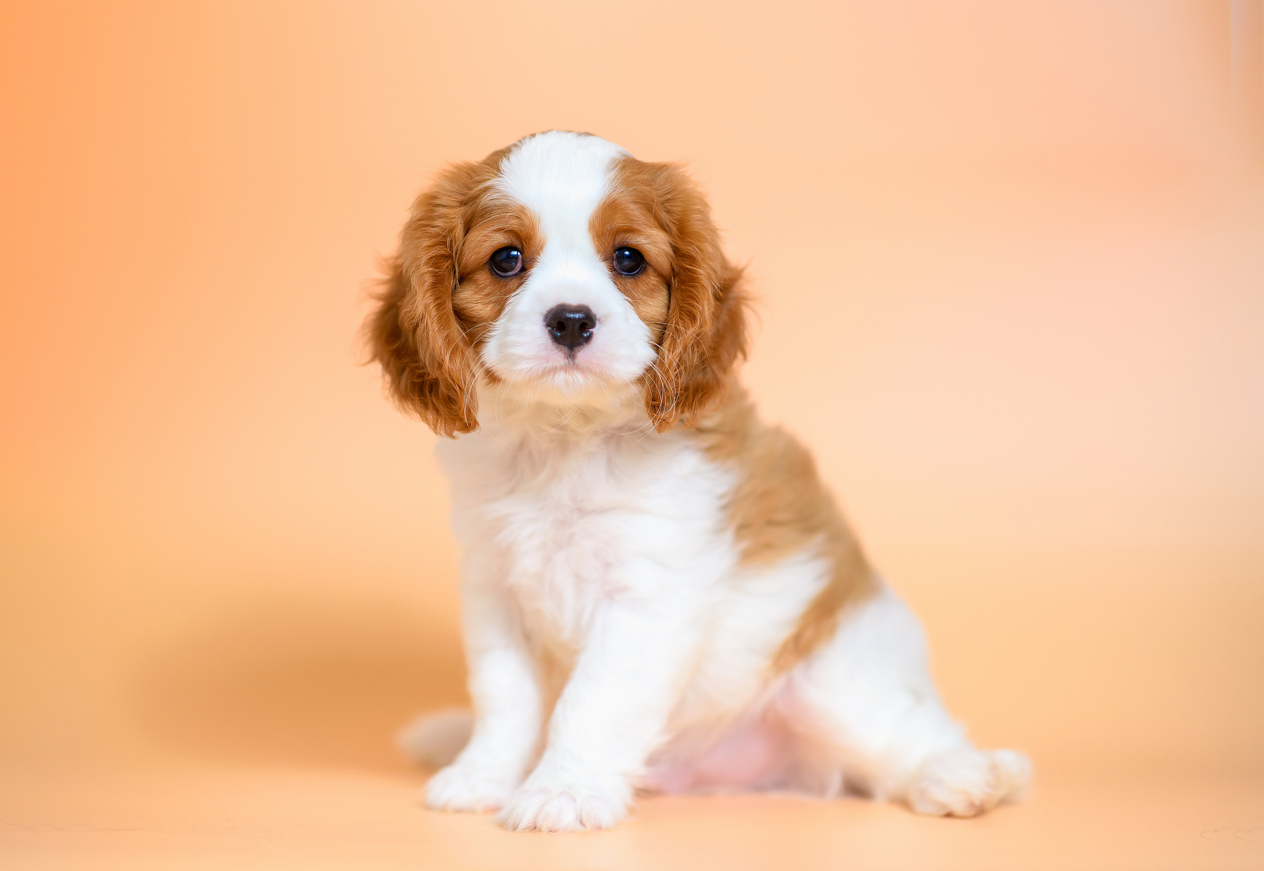 Животные. Семейный фотограф в Минске Виктория Дубровская
