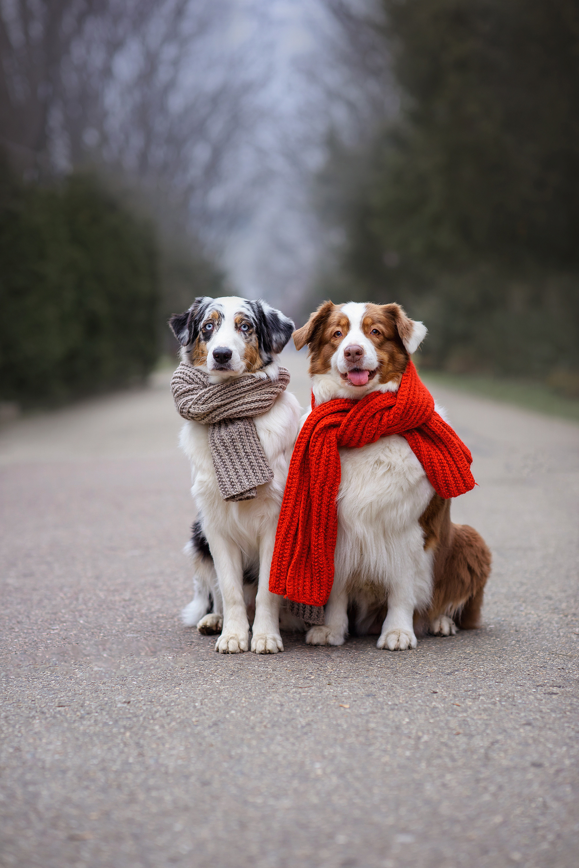 Животные. Семейный фотограф в Минске Виктория Дубровская