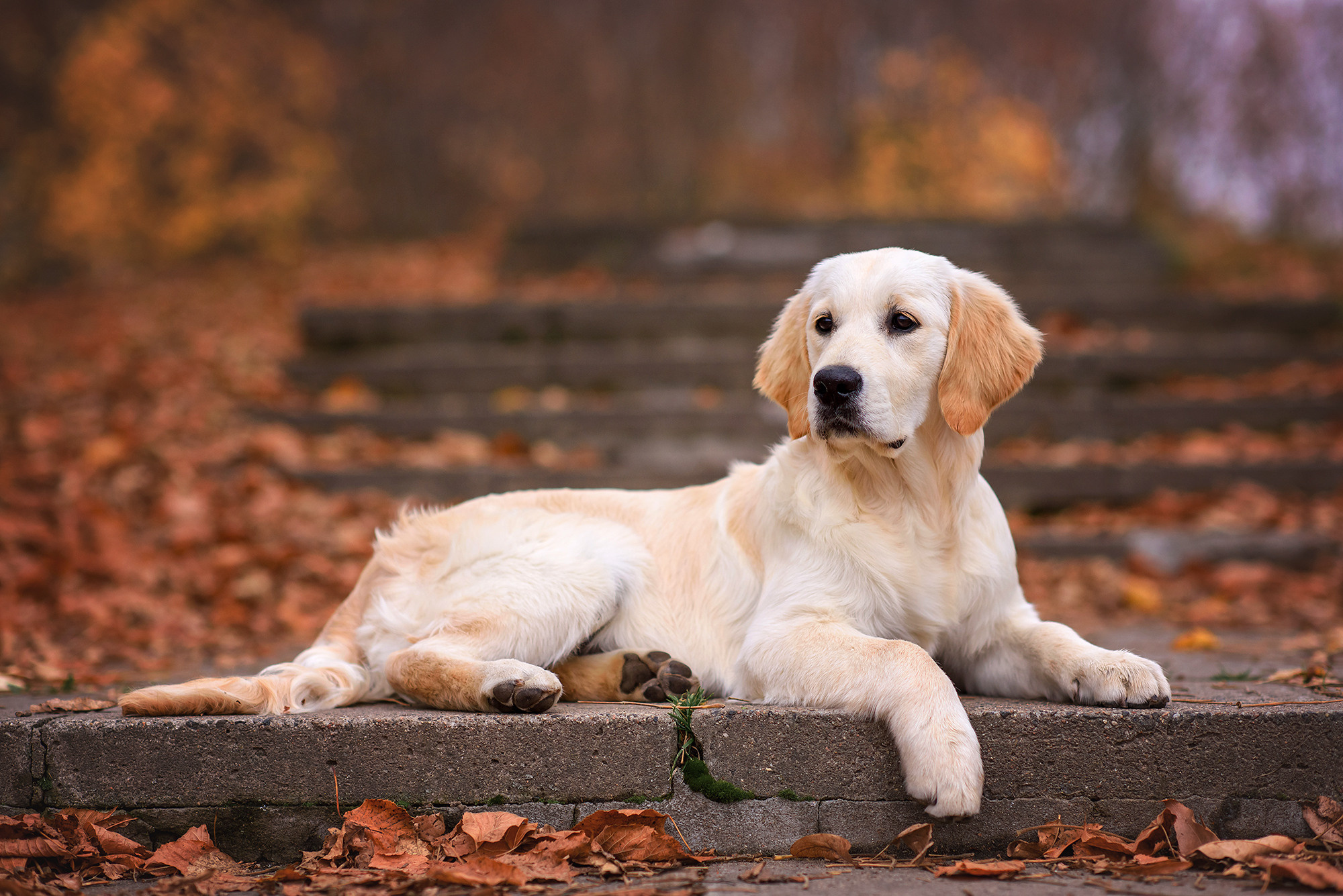Животные. Семейный фотограф в Минске Виктория Дубровская