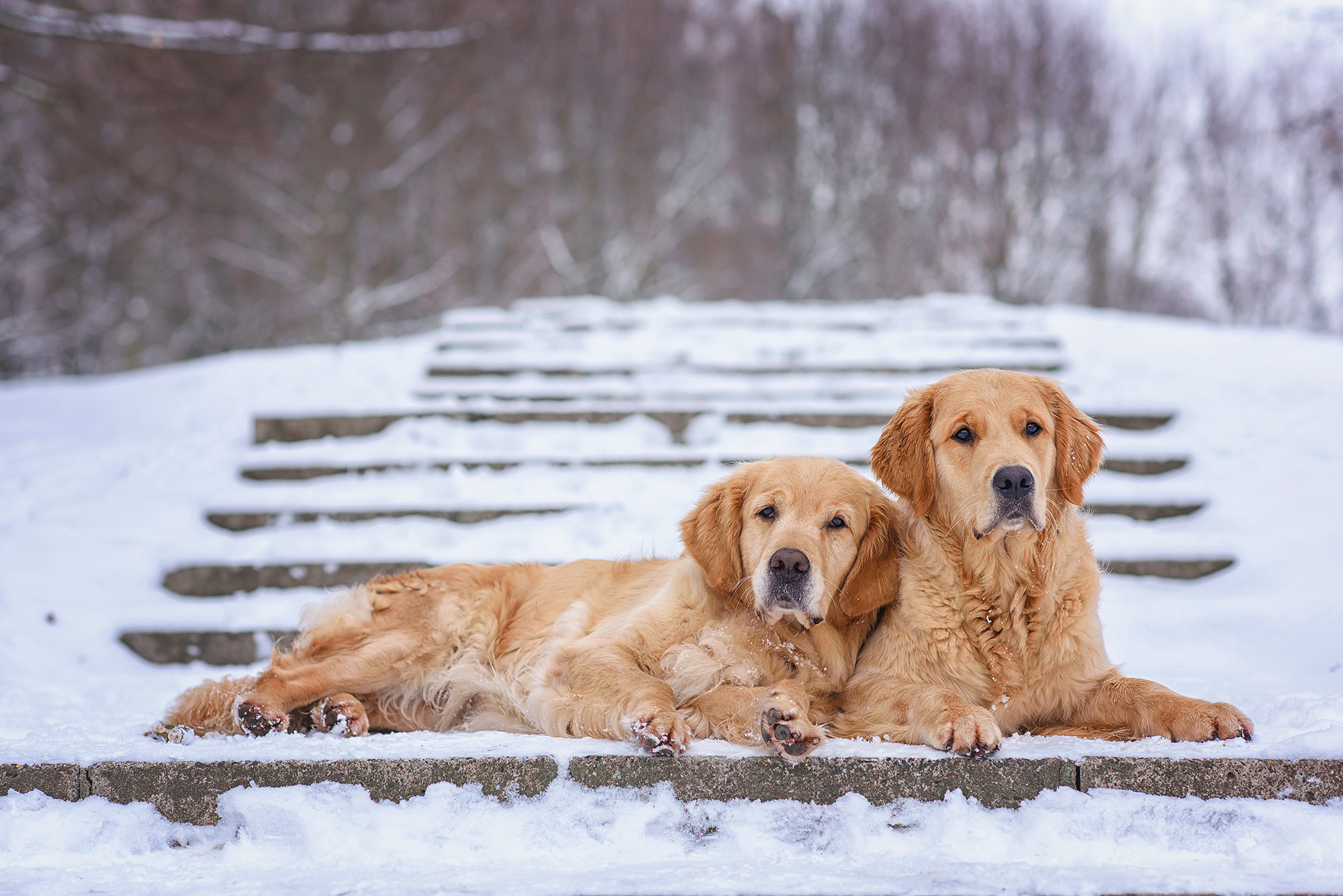 Животные. Семейный фотограф в Минске Виктория Дубровская