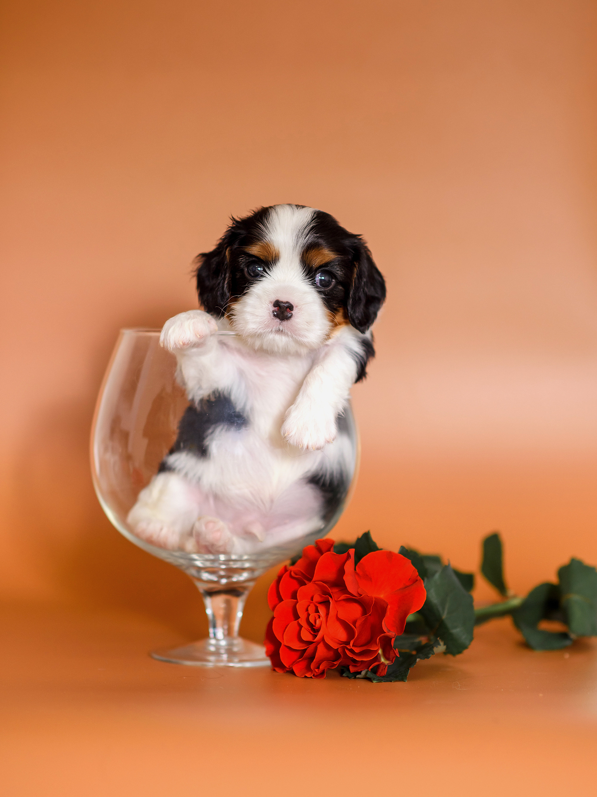 Животные. Семейный фотограф в Минске Виктория Дубровская