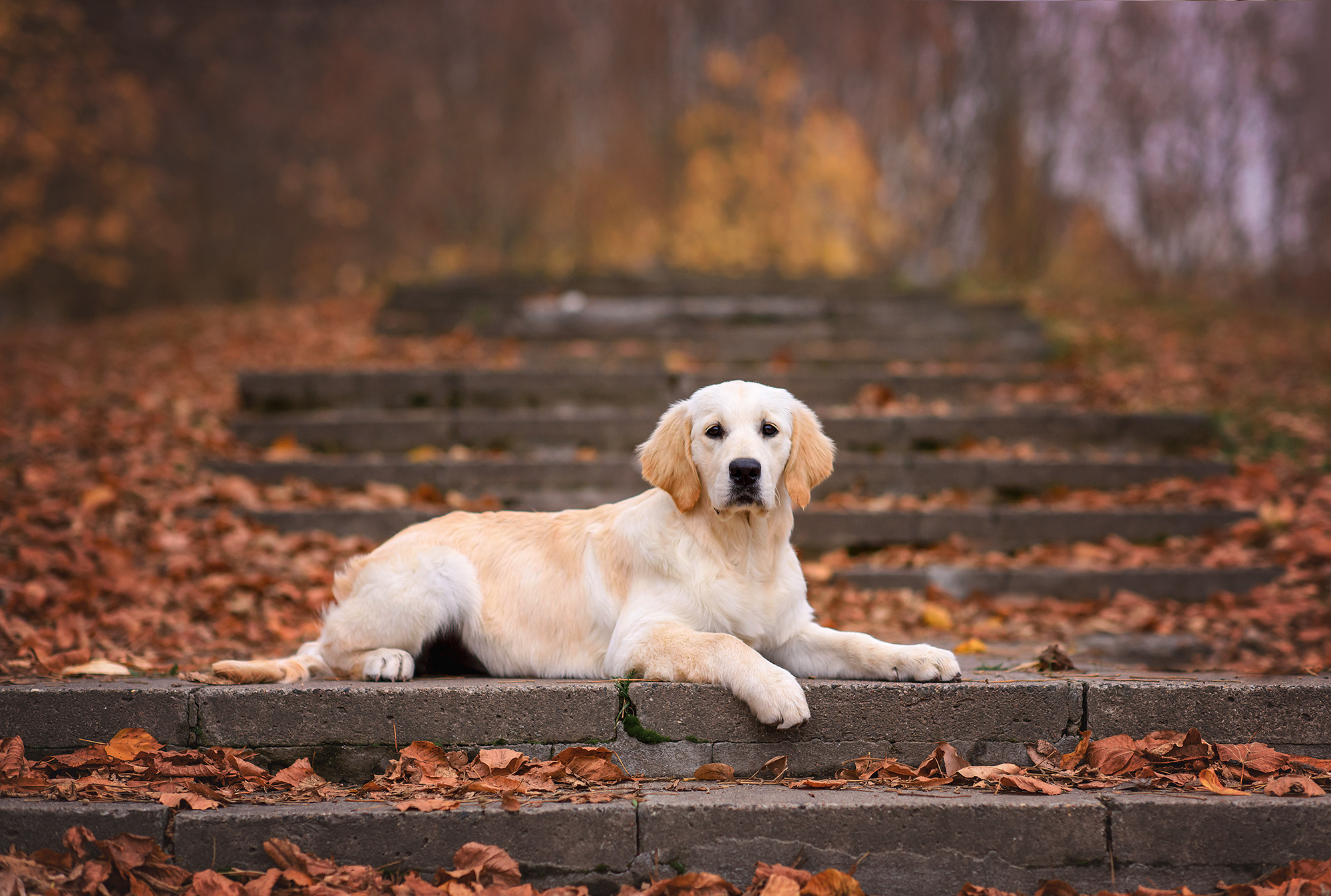 Животные. Семейный фотограф в Минске Виктория Дубровская