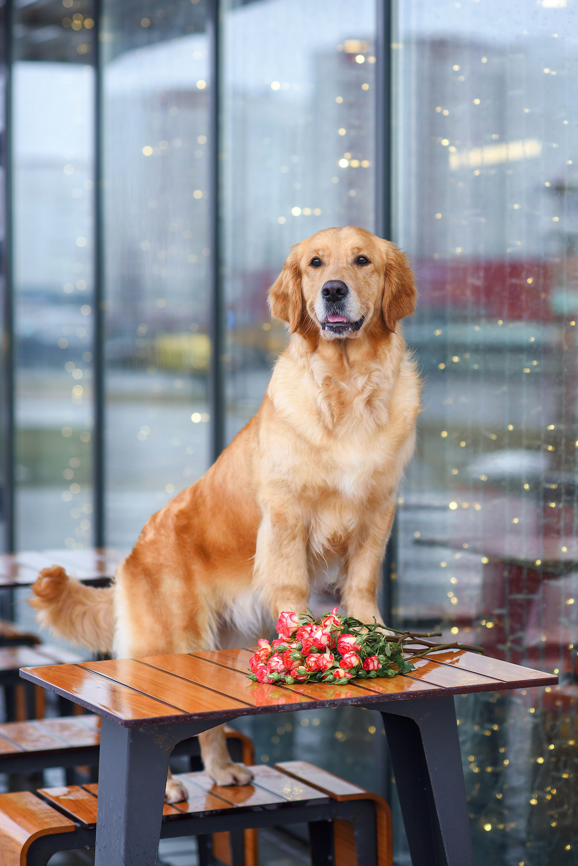 Животные. Семейный фотограф в Минске Виктория Дубровская