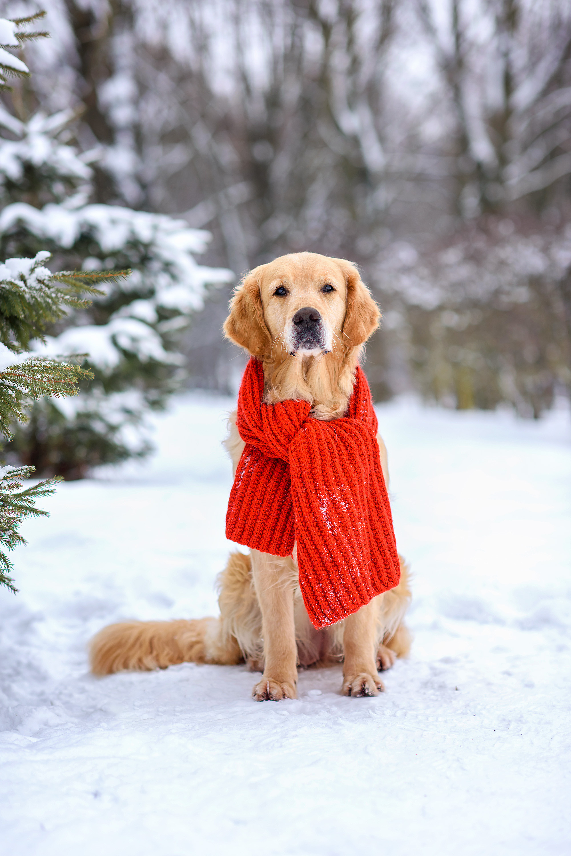 Животные. Семейный фотограф в Минске Виктория Дубровская